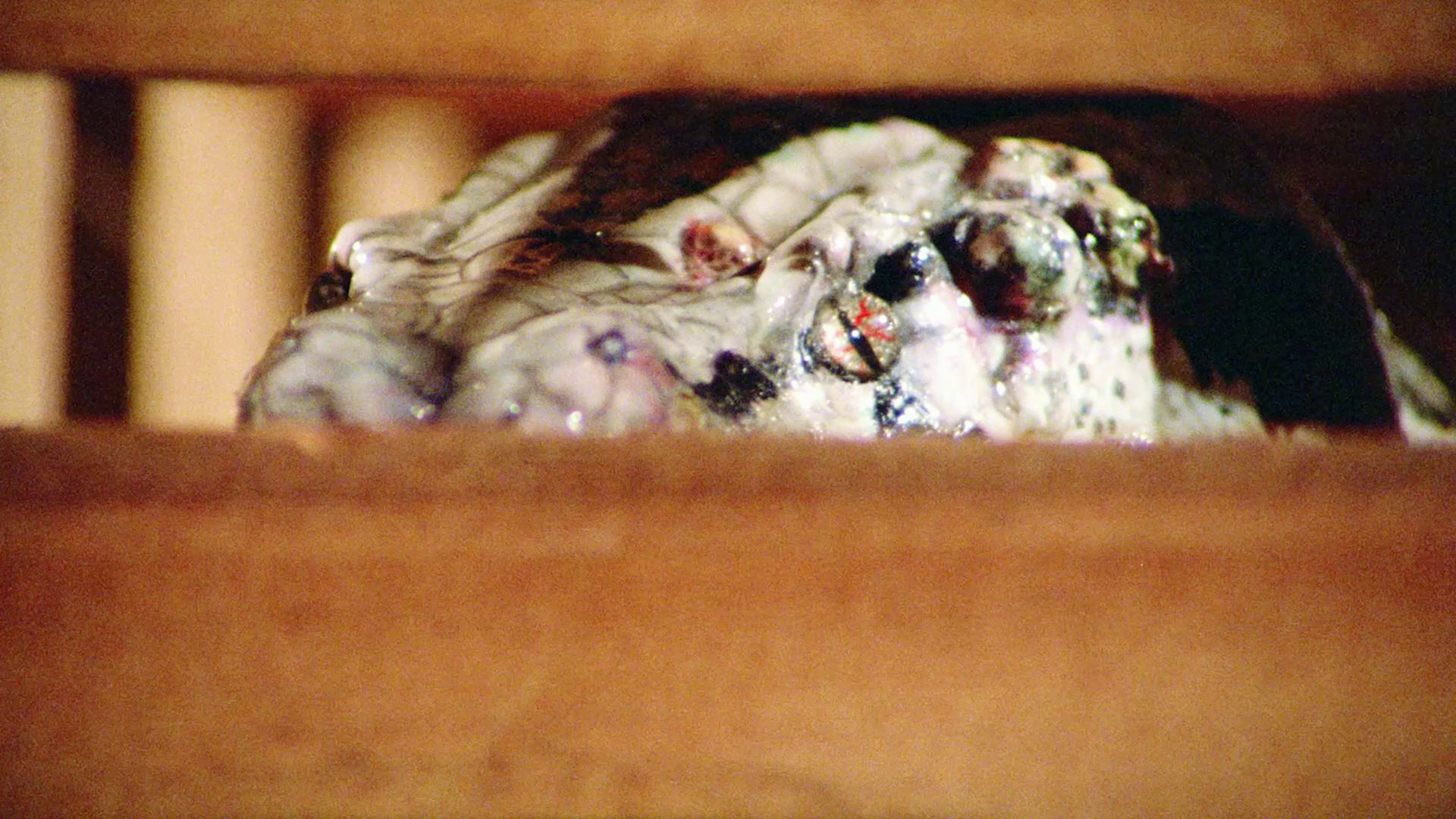 Hard Ticket to Hawaii (1987) —  shot,  lighting