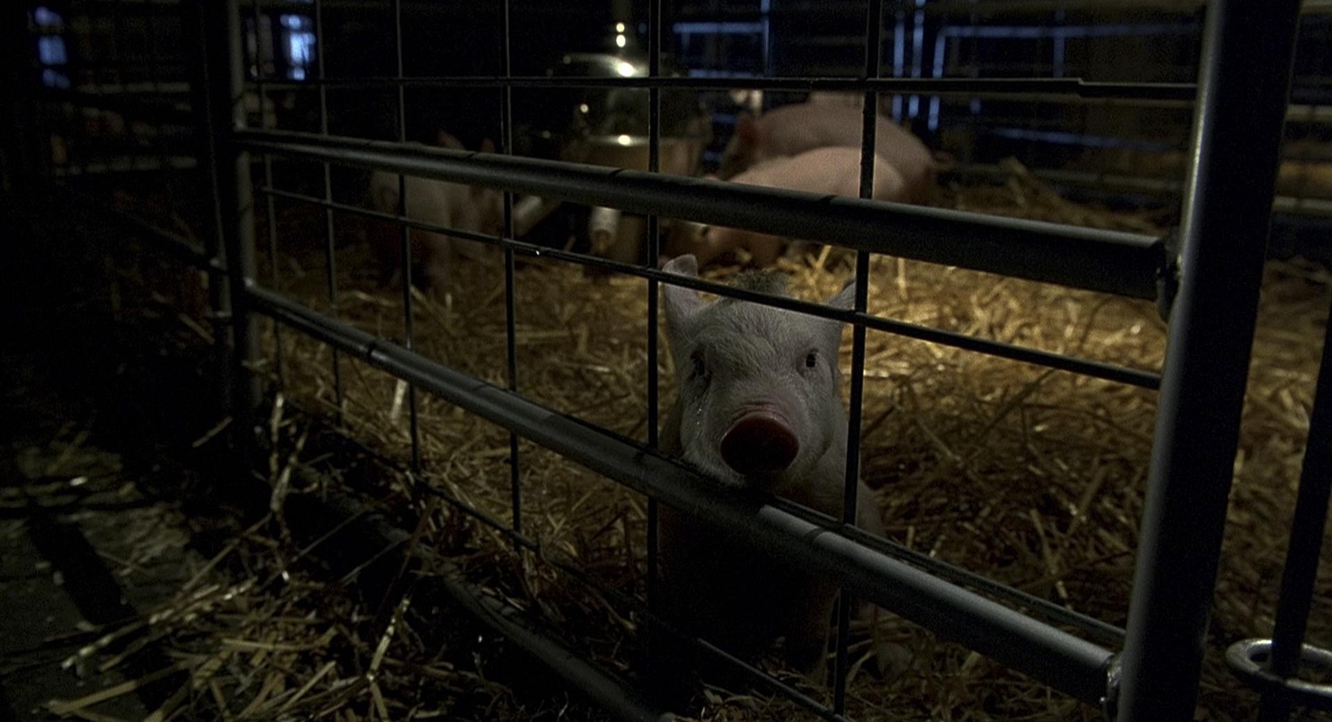 Babe (1995) —  shot,  lighting