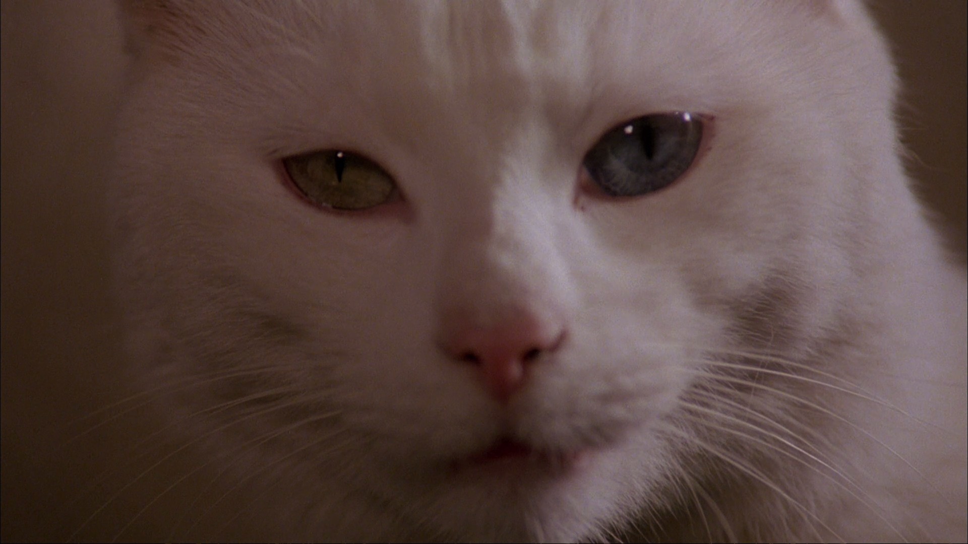 The Legacy (1979) —  shot,  lighting