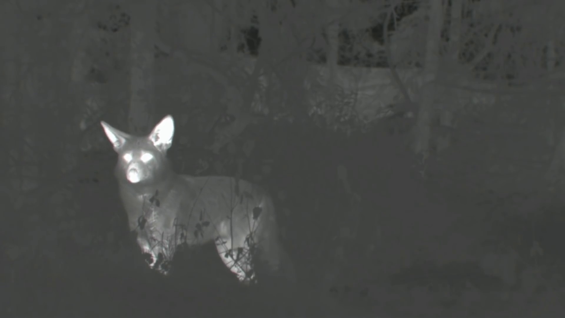 Midnight (2014) —  shot,  lighting