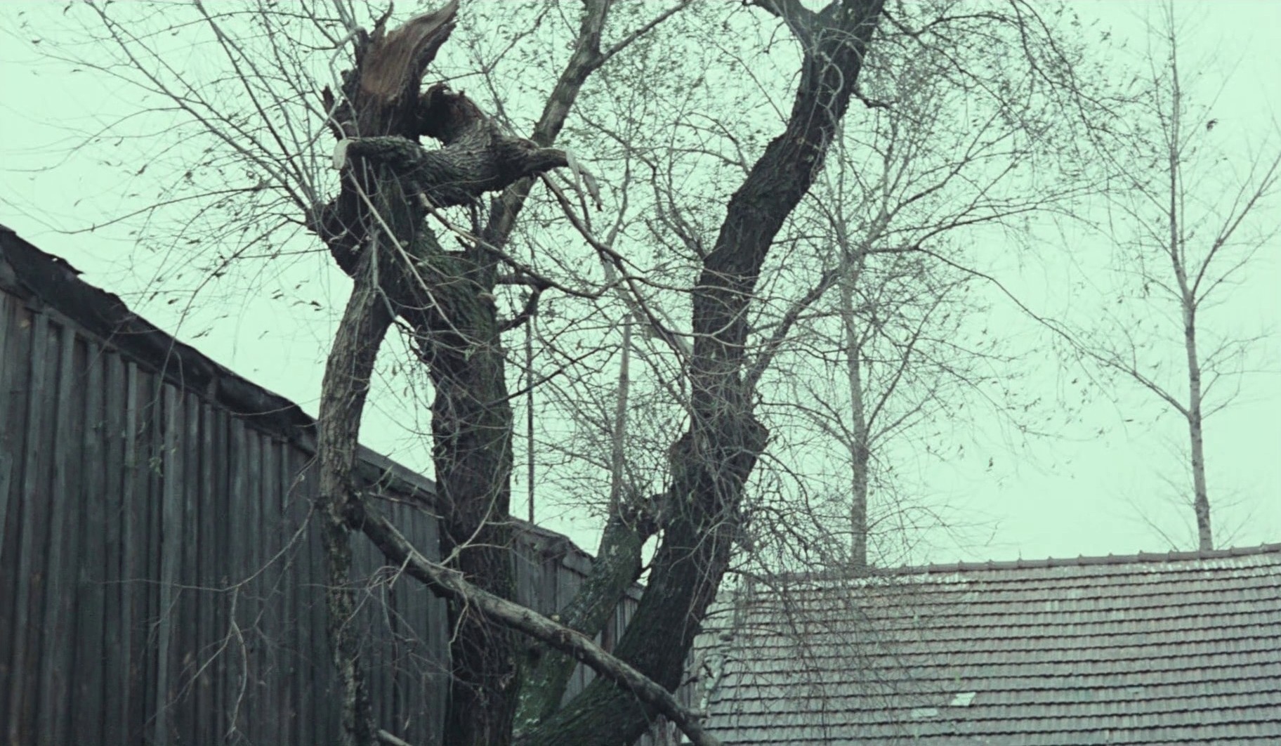 The Lynx (1982) —  shot,  lighting