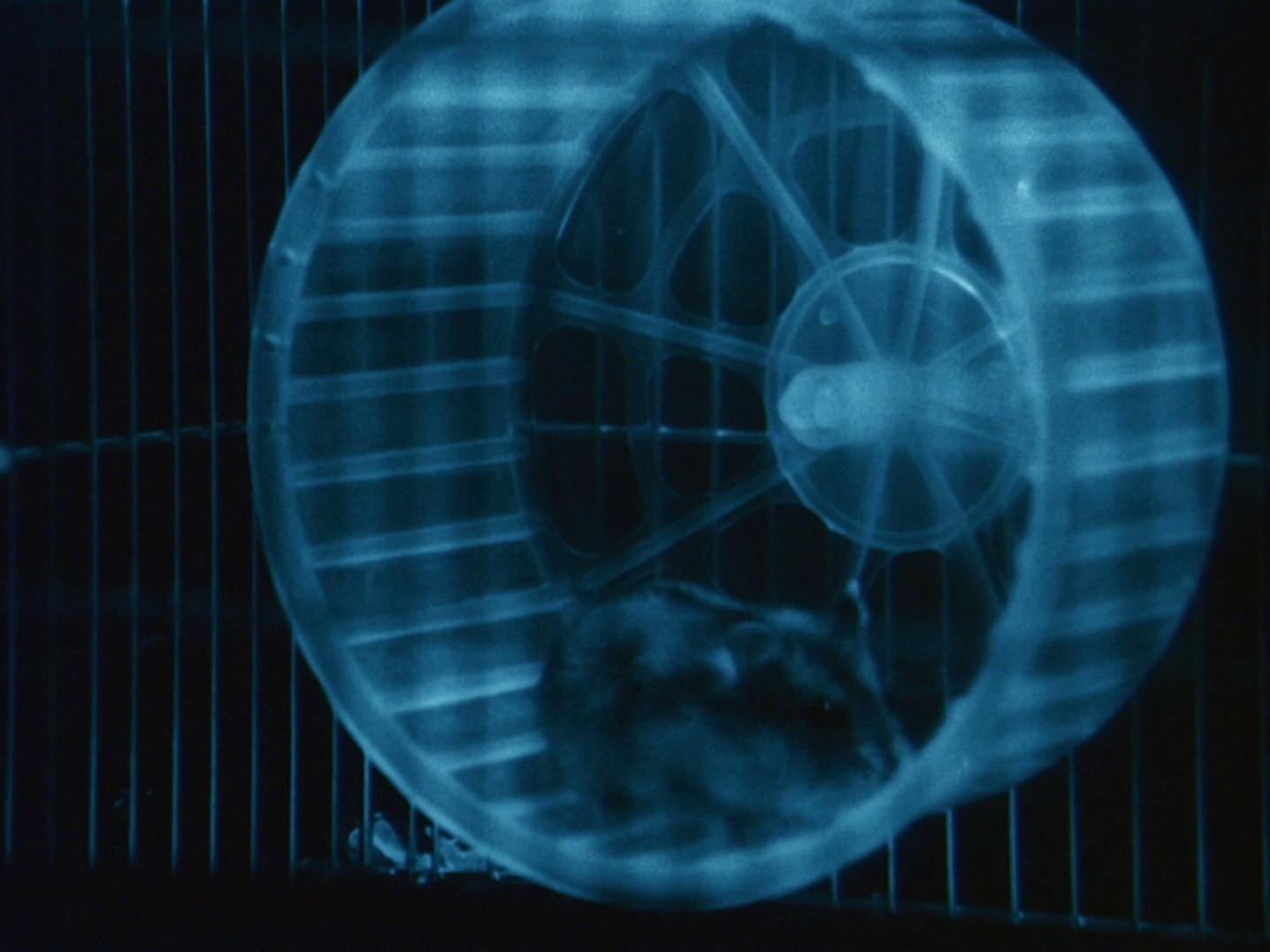 A Snake of June (2003) —  shot,  lighting