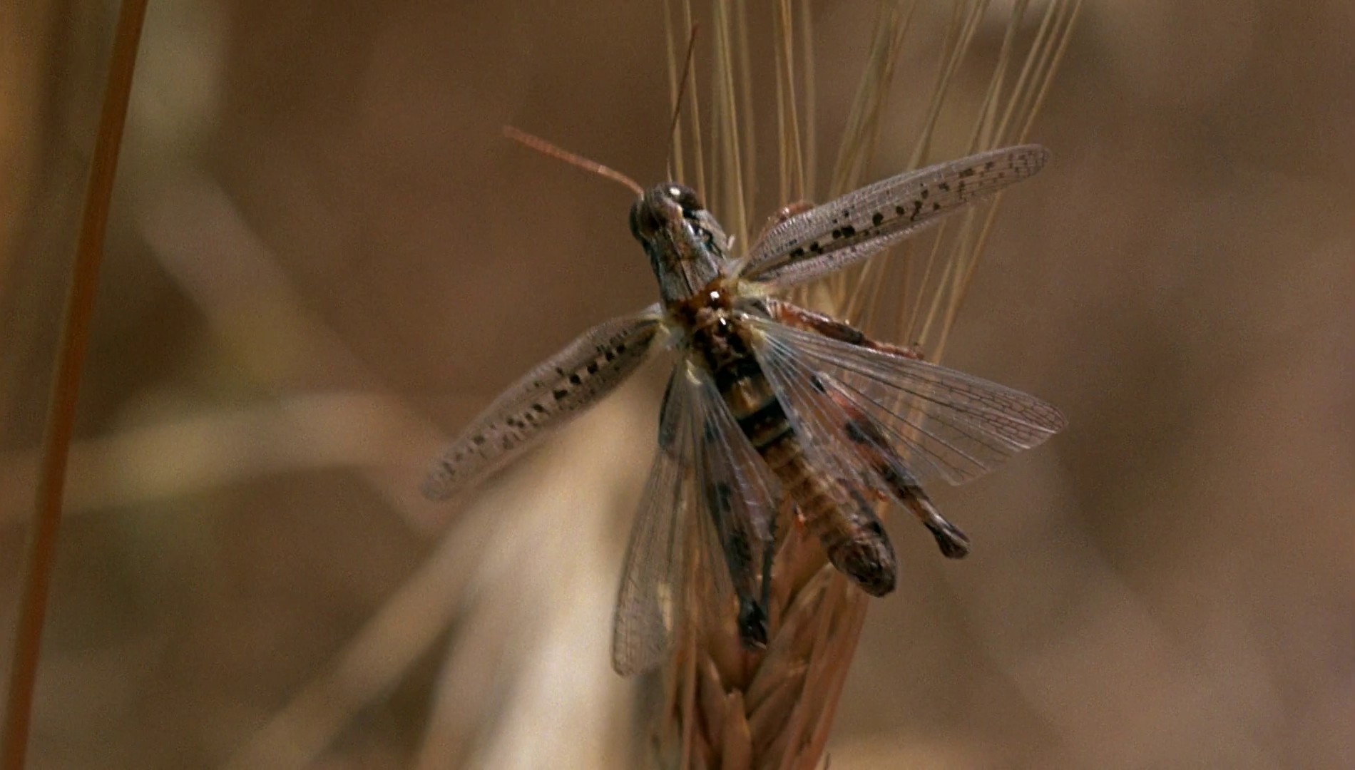 Days of Heaven (1978) —  shot,  lighting