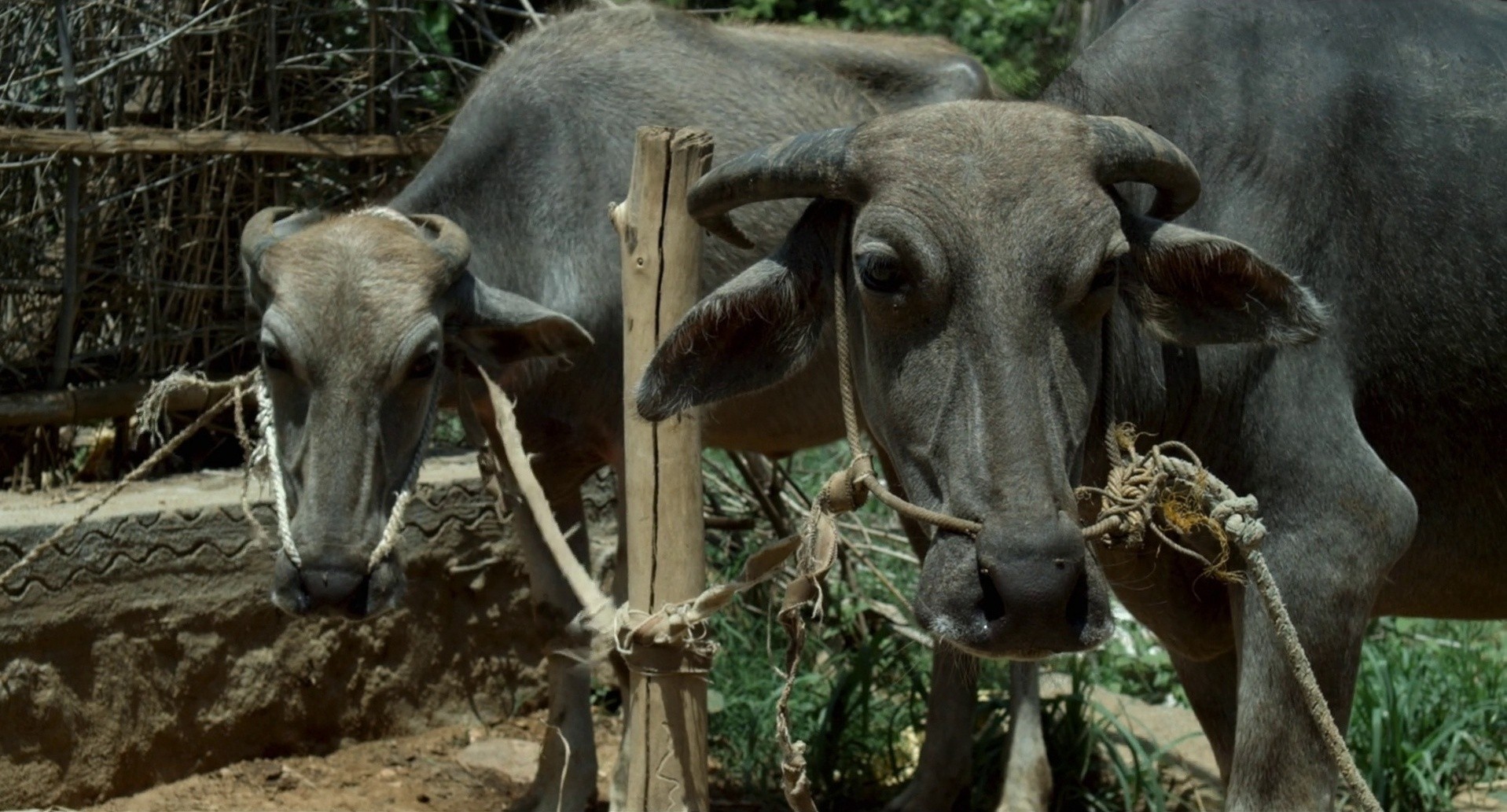 Thithi (2017) —  shot,  lighting