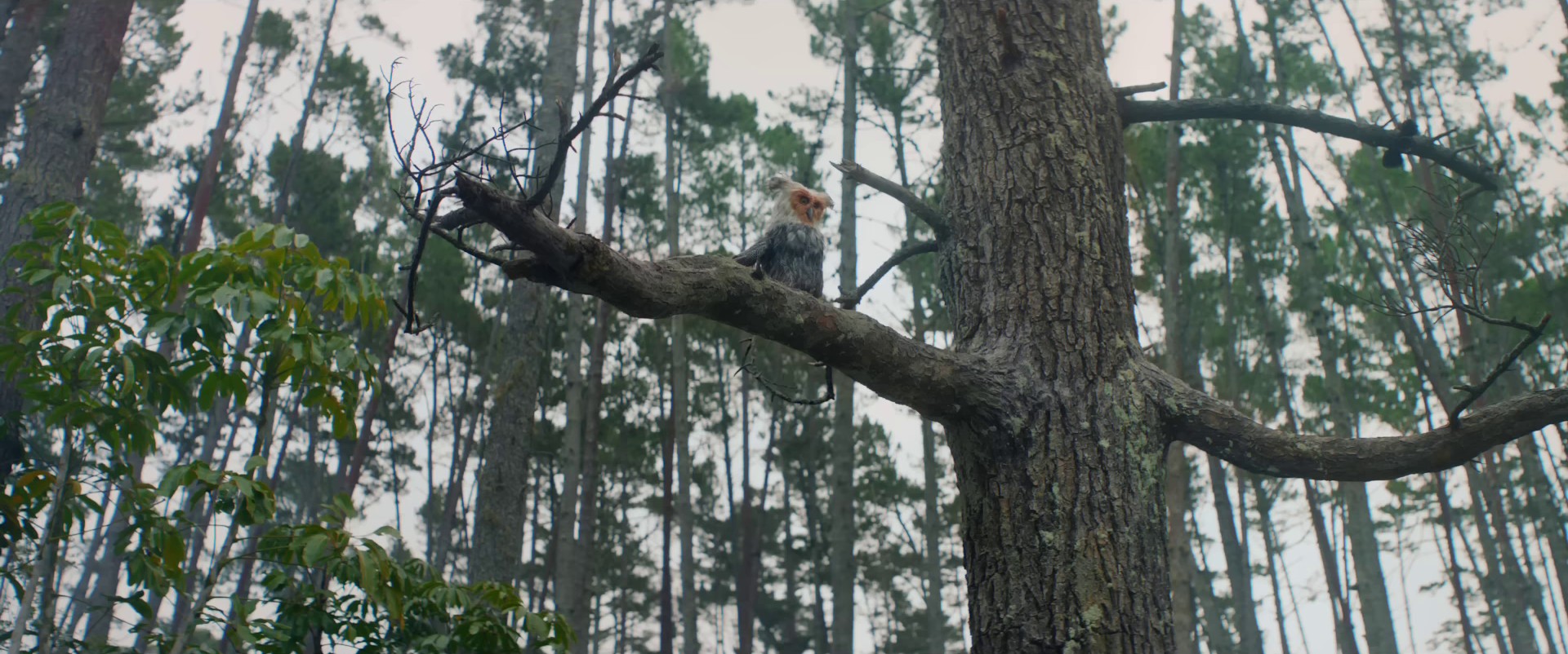 Personal Voice on iPhone | The Lost Voice | Apple (2023) —  shot,  lighting