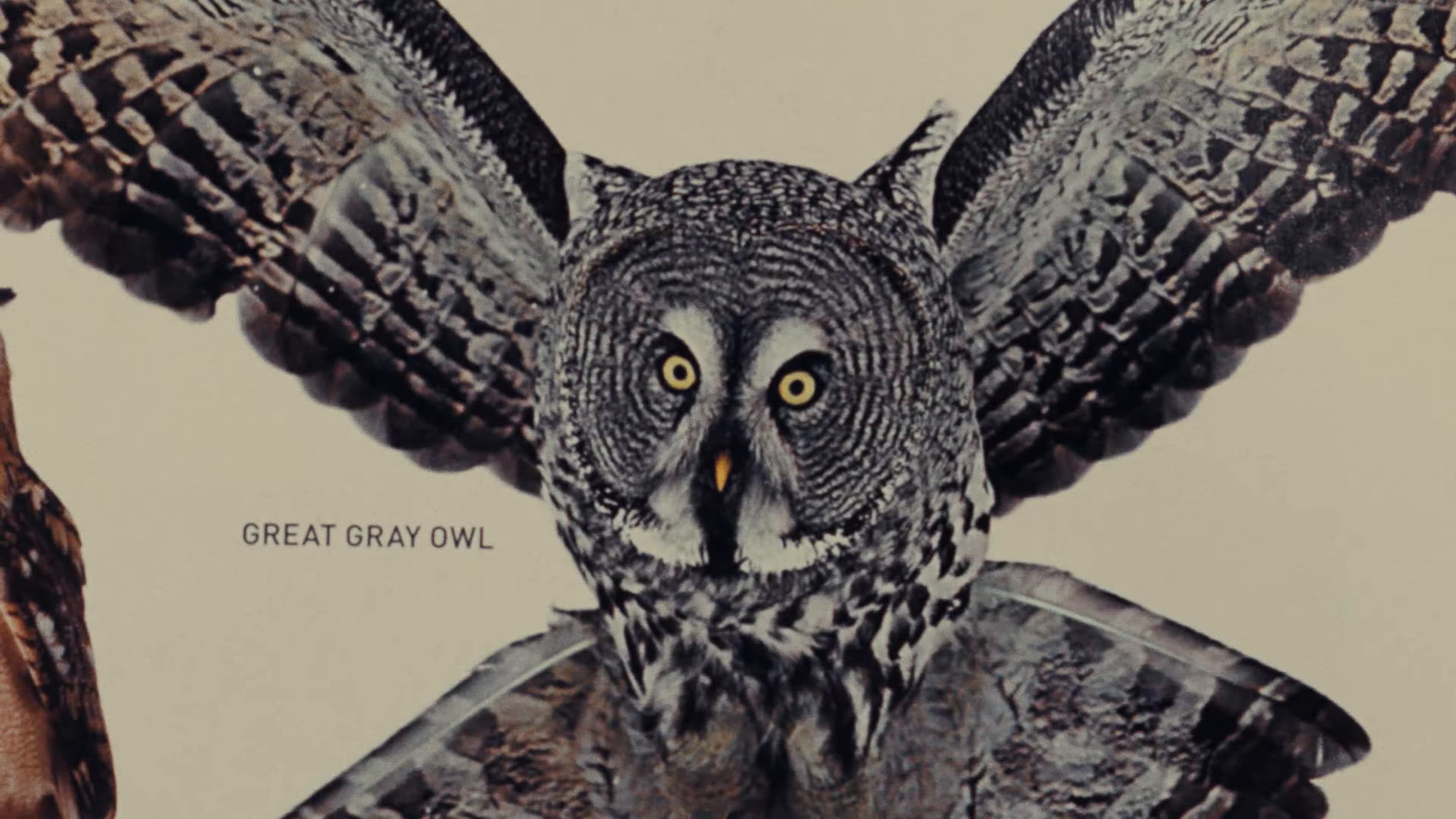 Animaru (2025) —  shot,  lighting