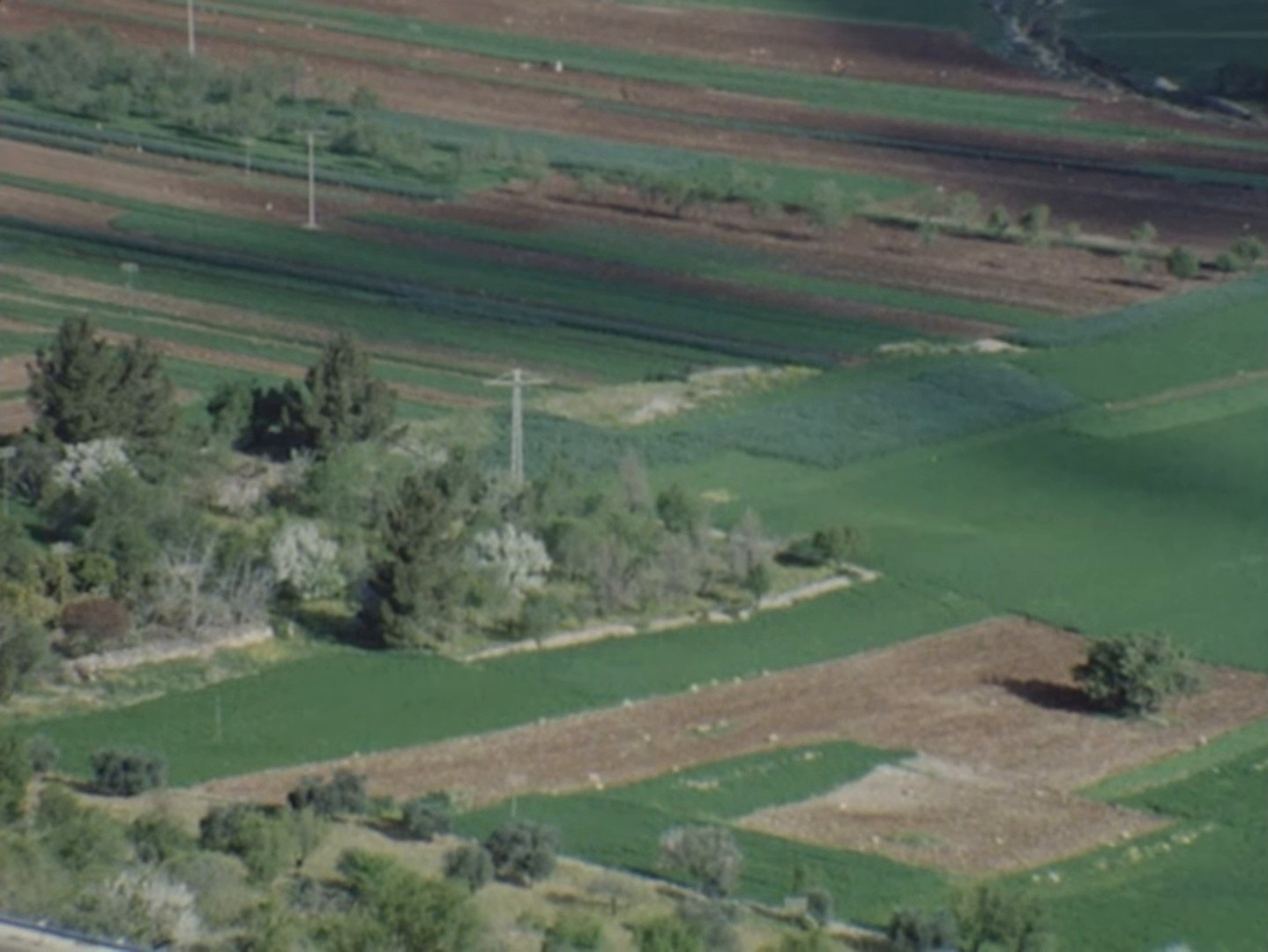 Olive tree (2025) —  shot,  lighting