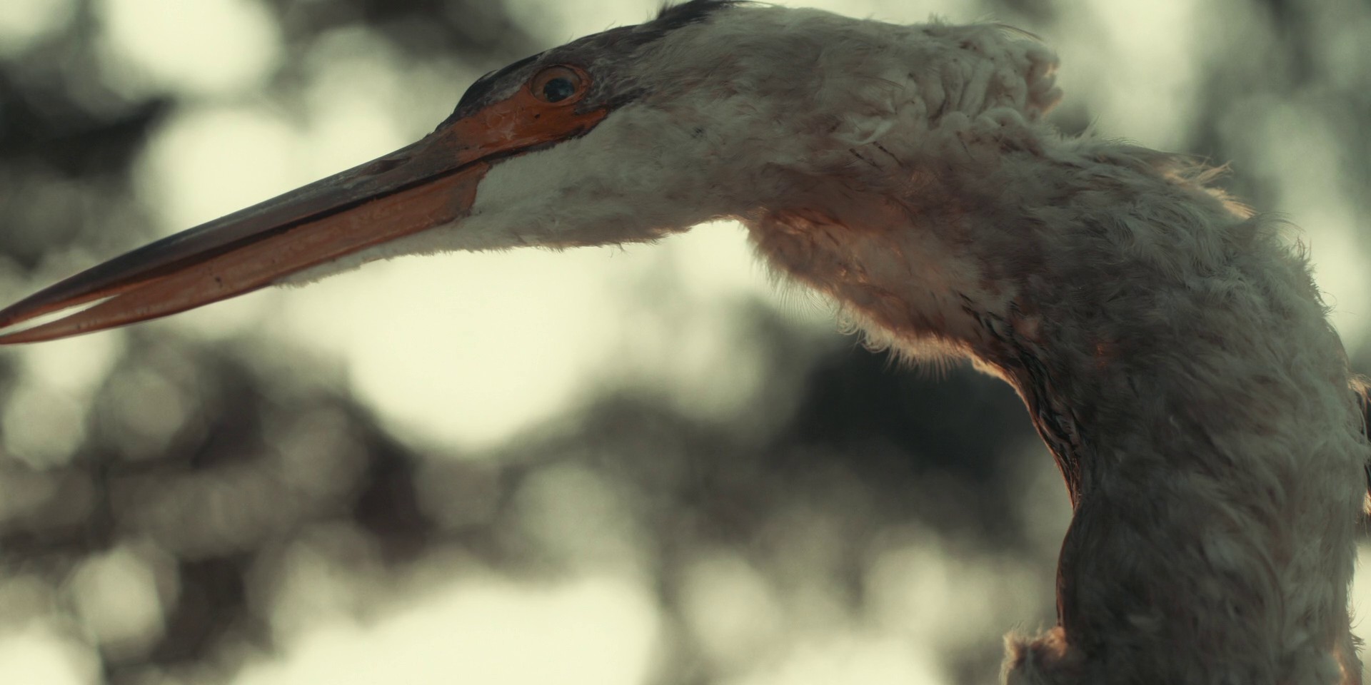 Bus Stop (2021) —  shot,  lighting