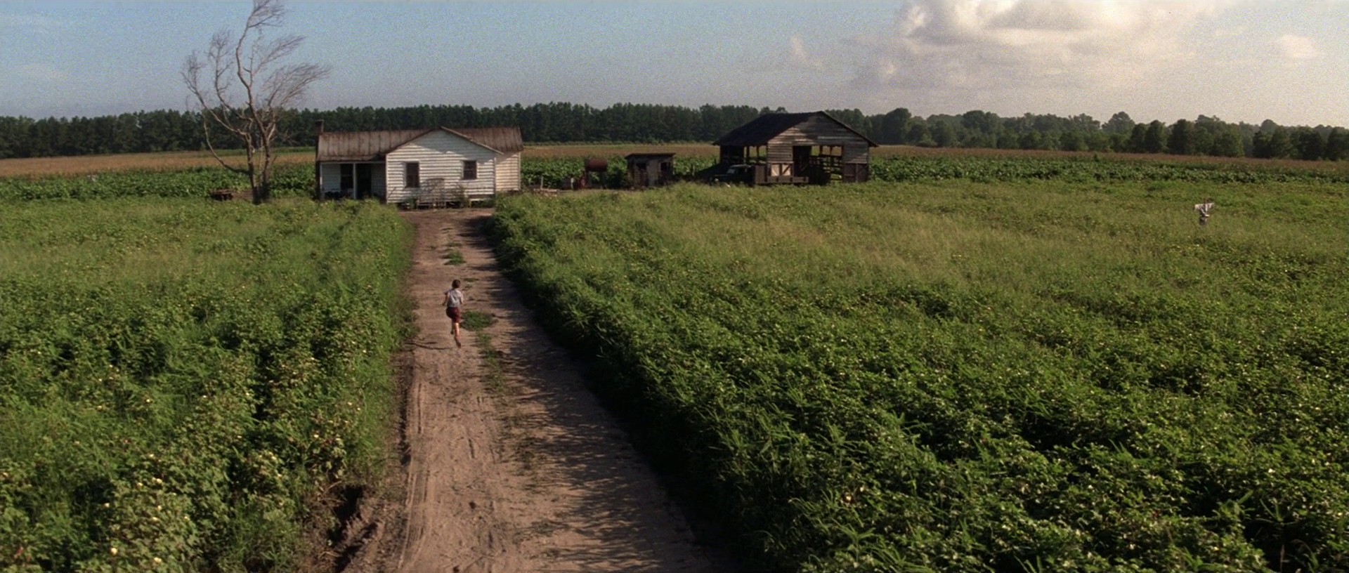 Forrest Gump (1994) —  shot,  lighting