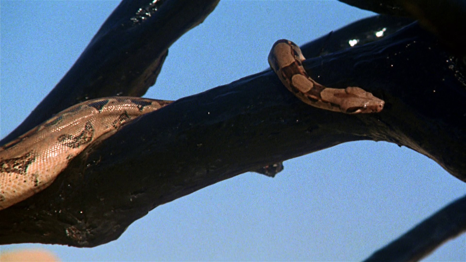 The Little Prince (1974) —  shot,  lighting