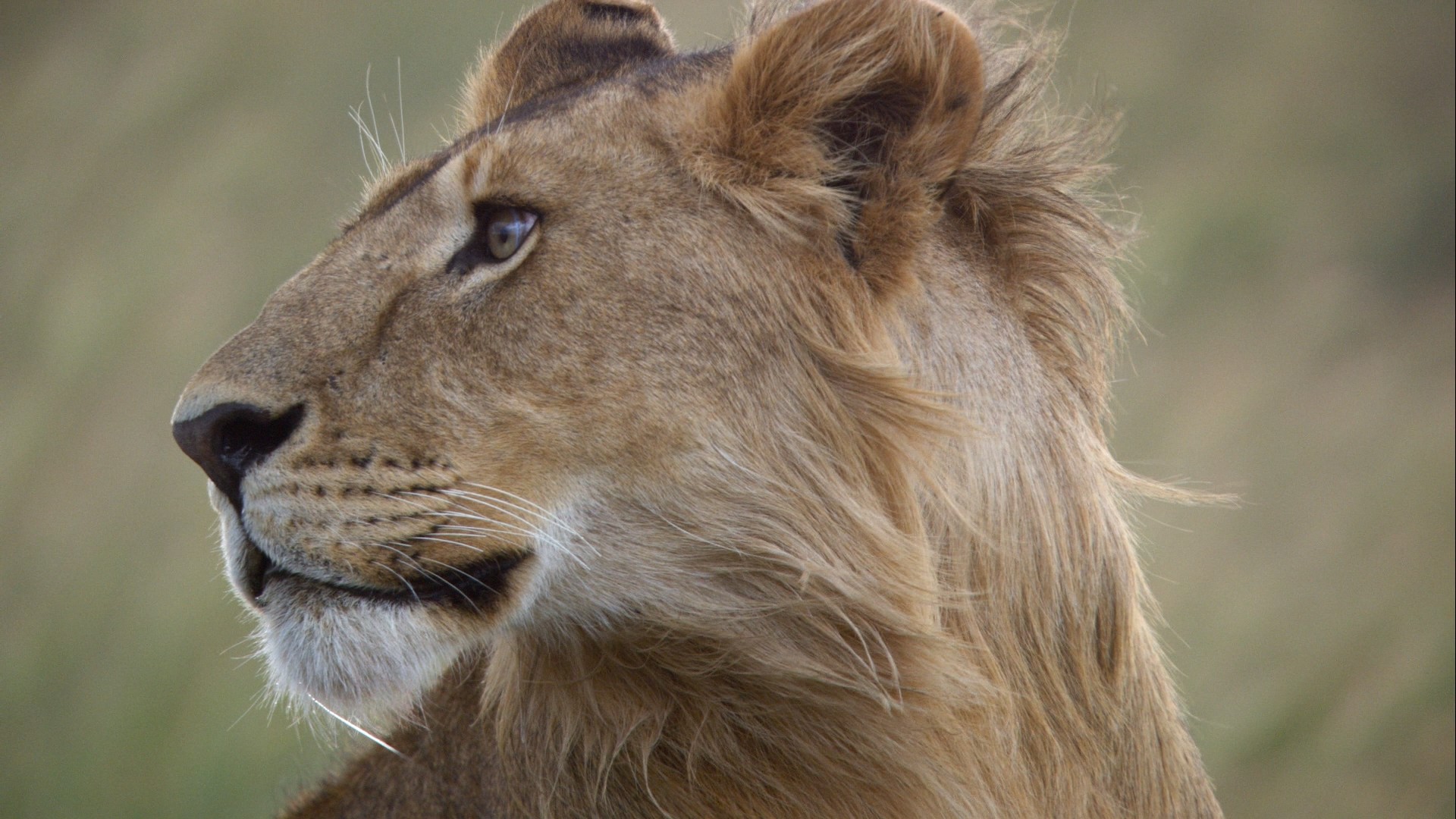 African Cats (2011) —  shot,  lighting