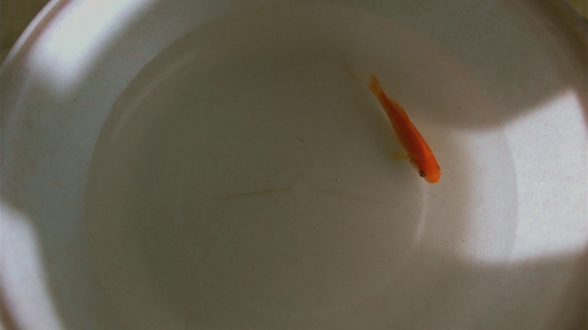 The Power of Kangwon Province (1998) —  shot,  lighting