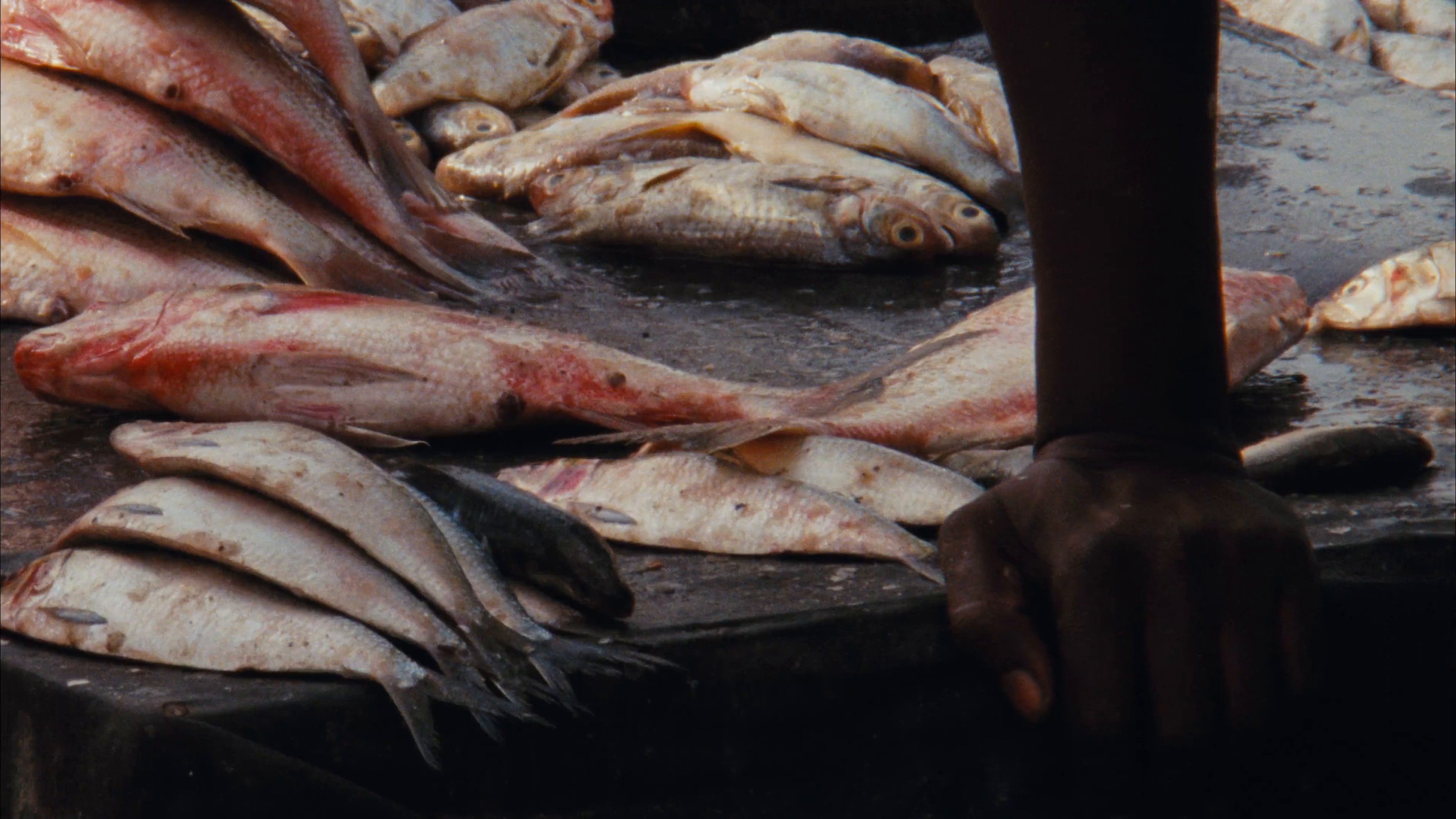 ALL DAY I DREAM ABOUT SPORT | Gabriel Moses & Pharrell Williams | DIVISION (2024) —  shot,  lighting