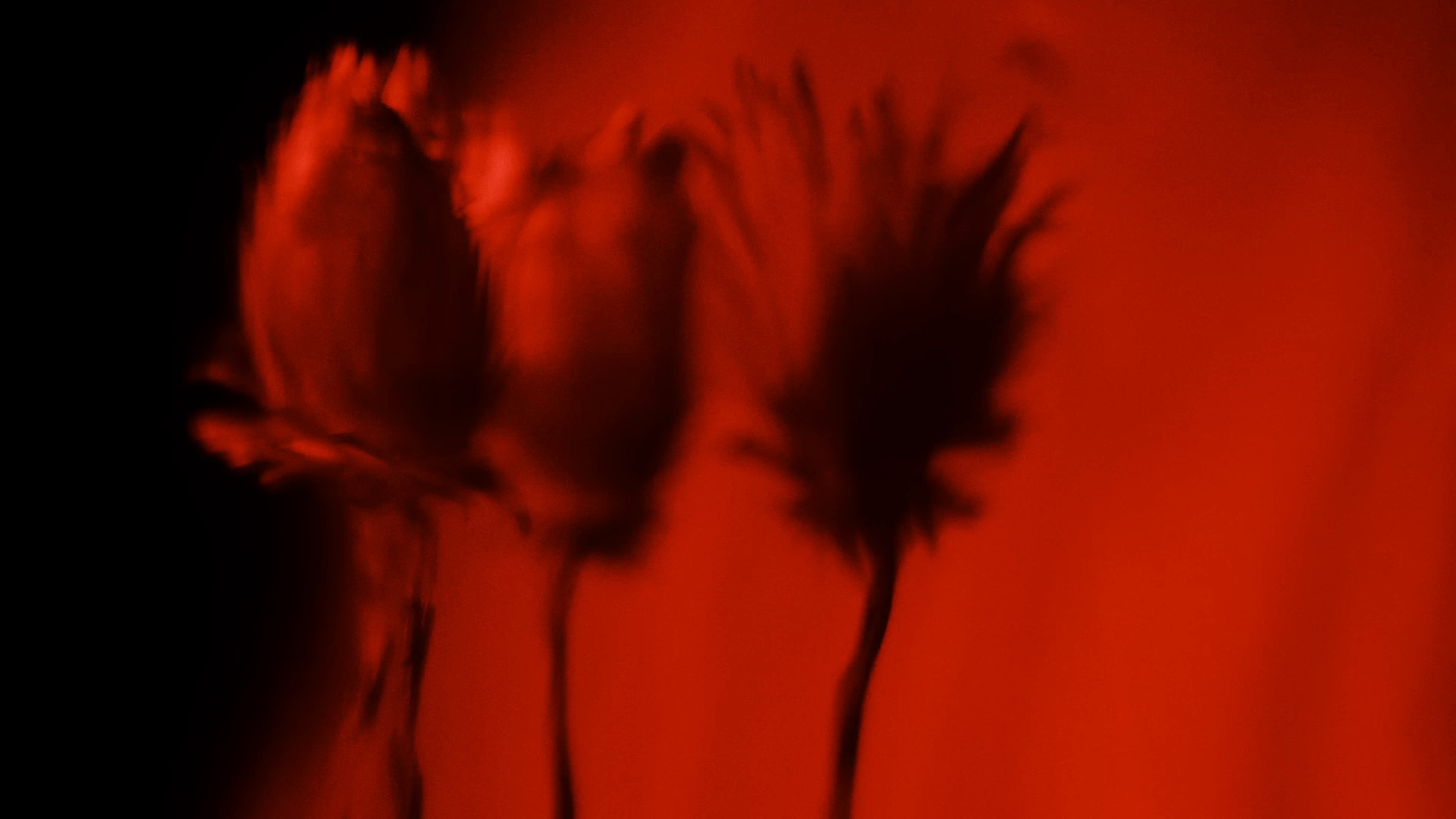 Starvation (2024) —  shot,  lighting