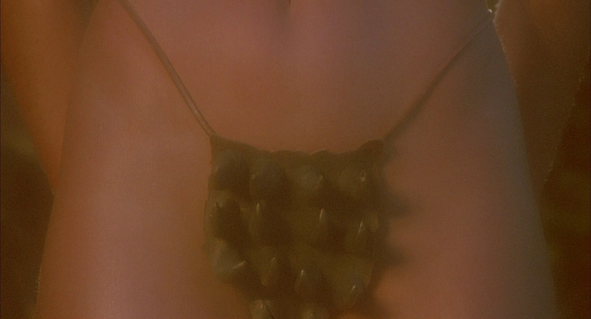 Conquest (1983) —  shot,  lighting