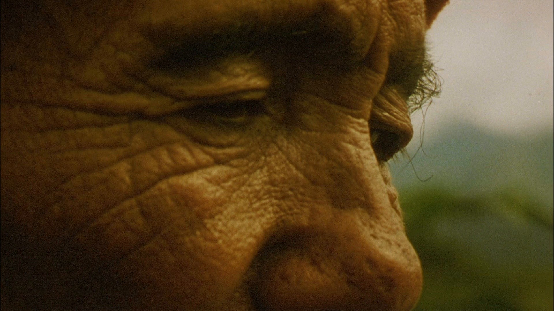 The Bird People in China (1998) —  shot,  lighting