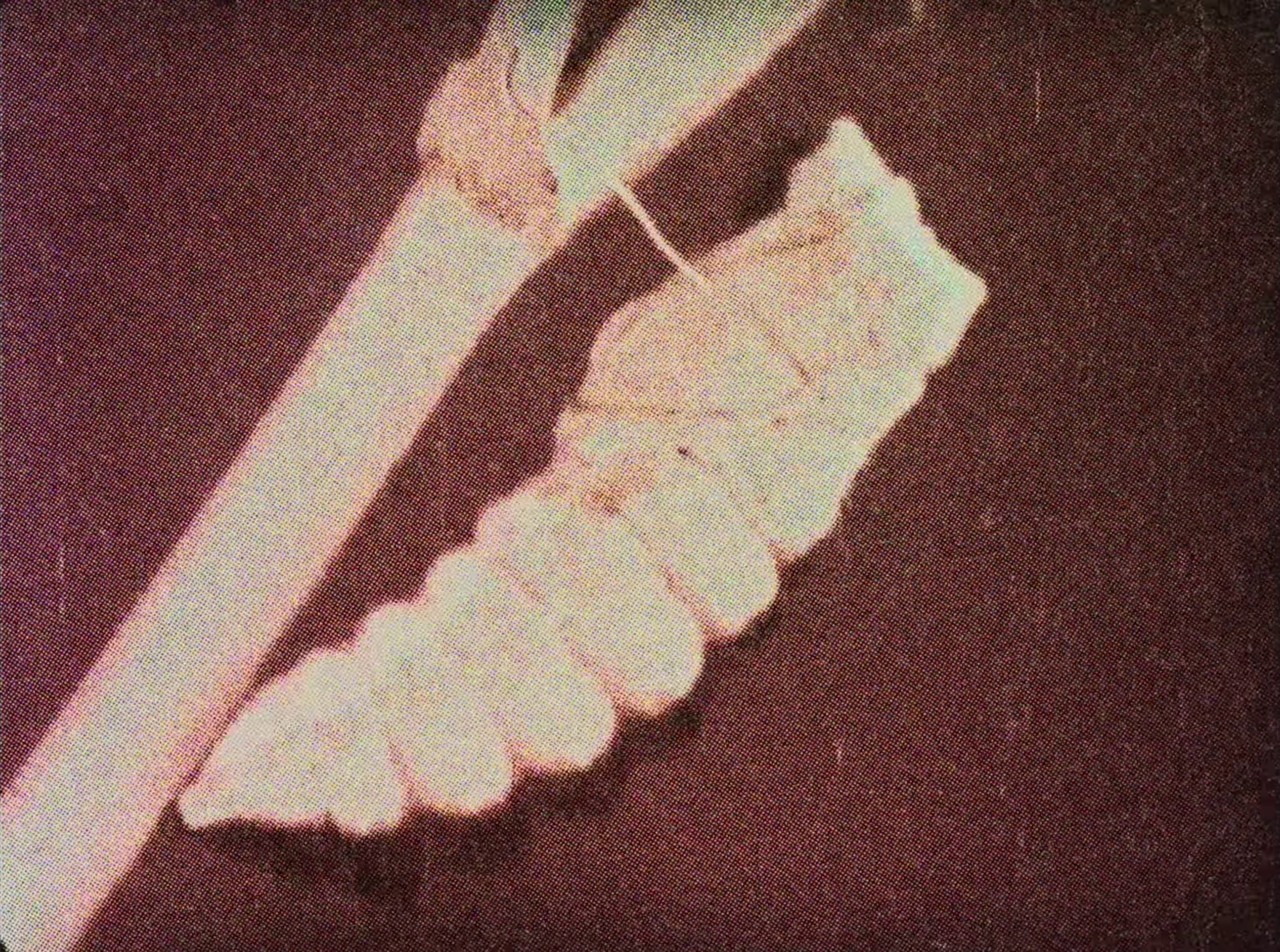 boys, bugs and men (2024) —  shot,  lighting