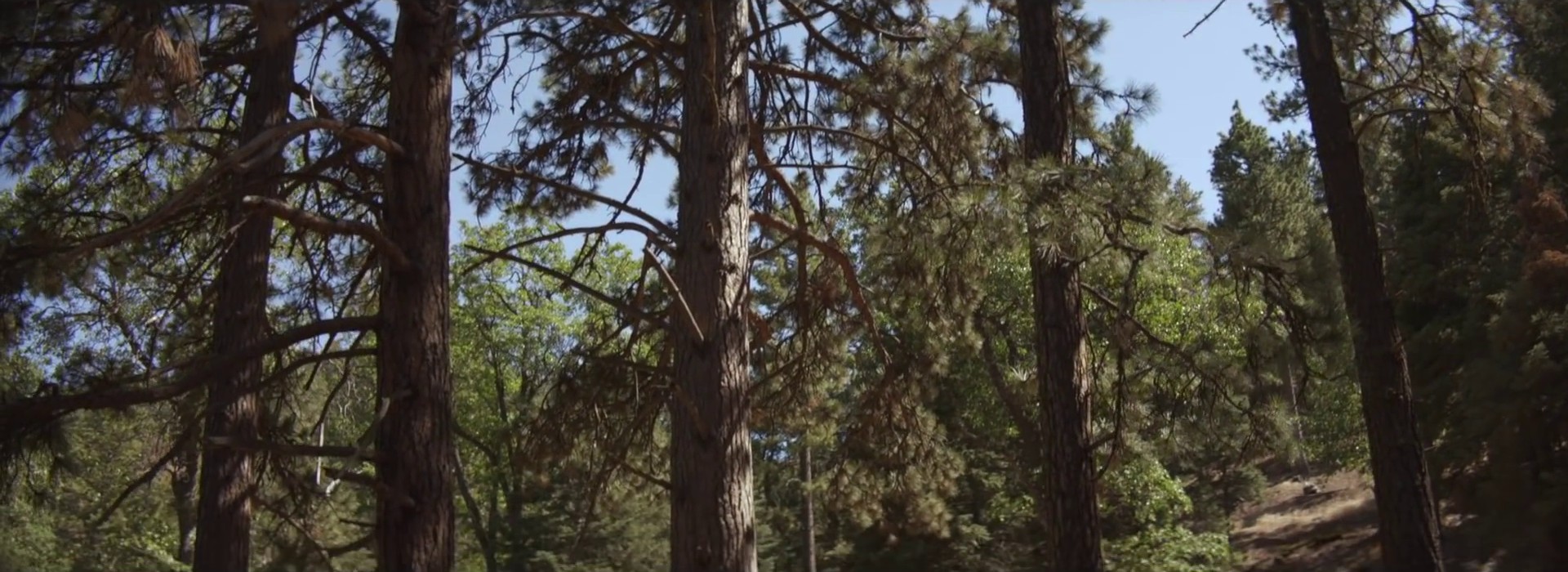 Gust of Wind  (2014) —  shot,  lighting