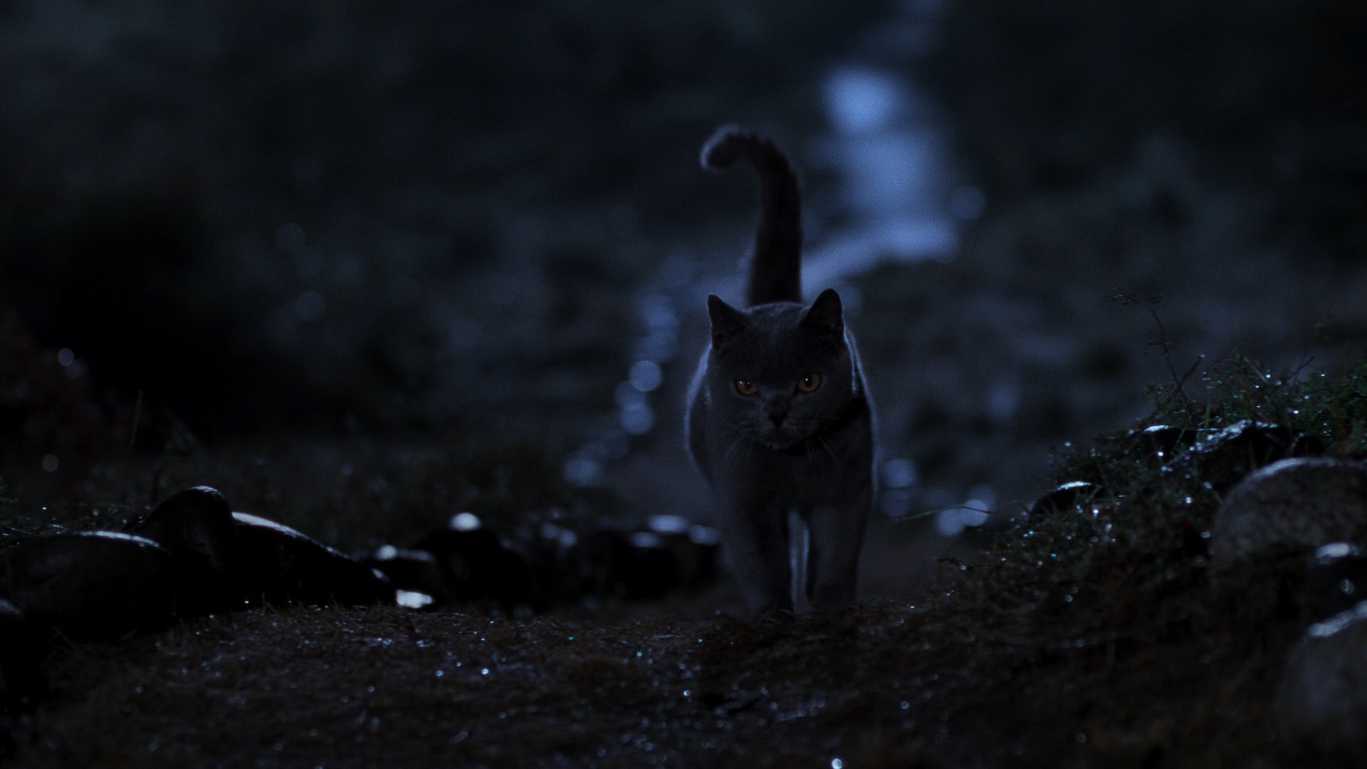 Pet Sematary (1989) —  shot,  lighting