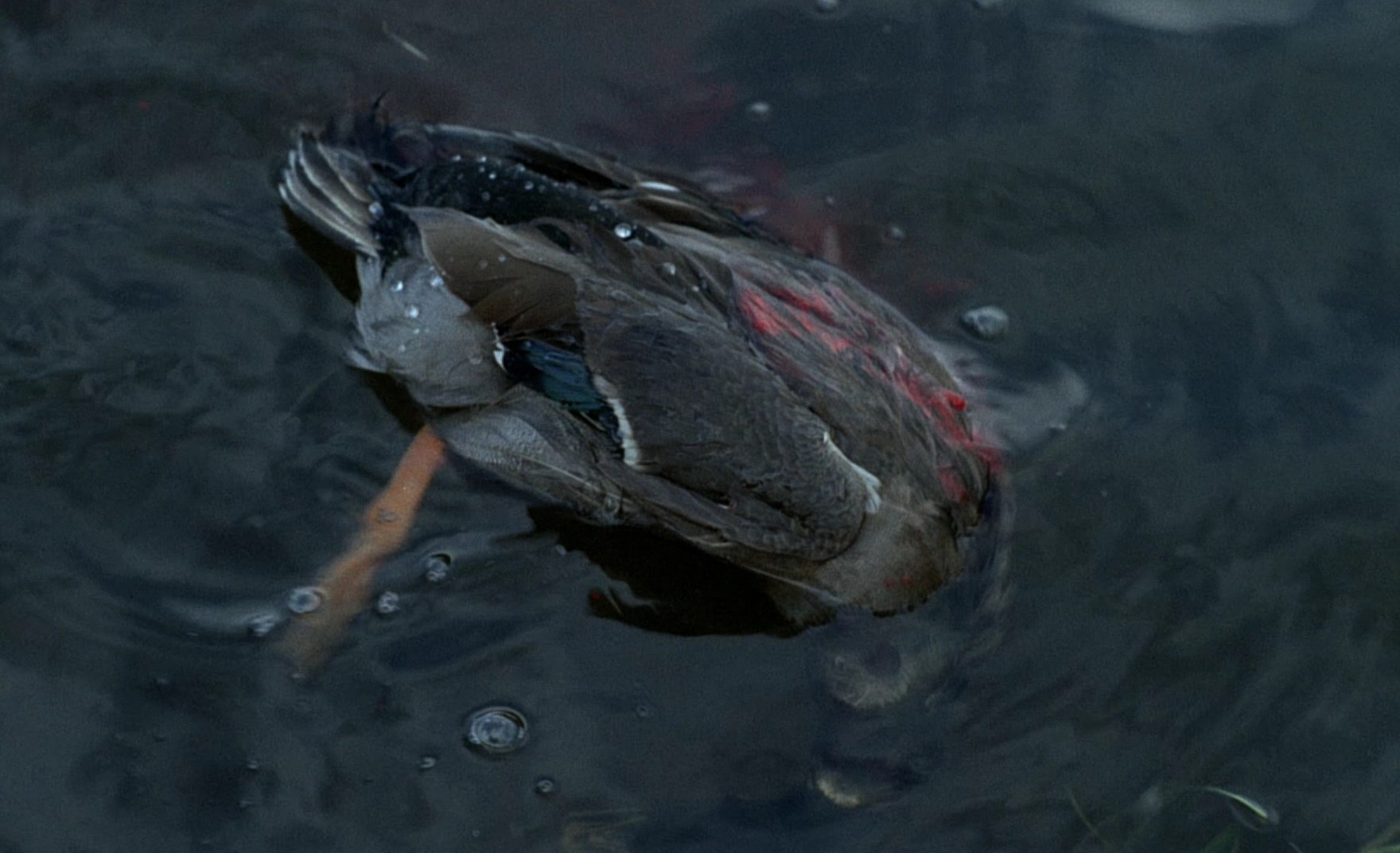 La horse (1970) —  shot,  lighting