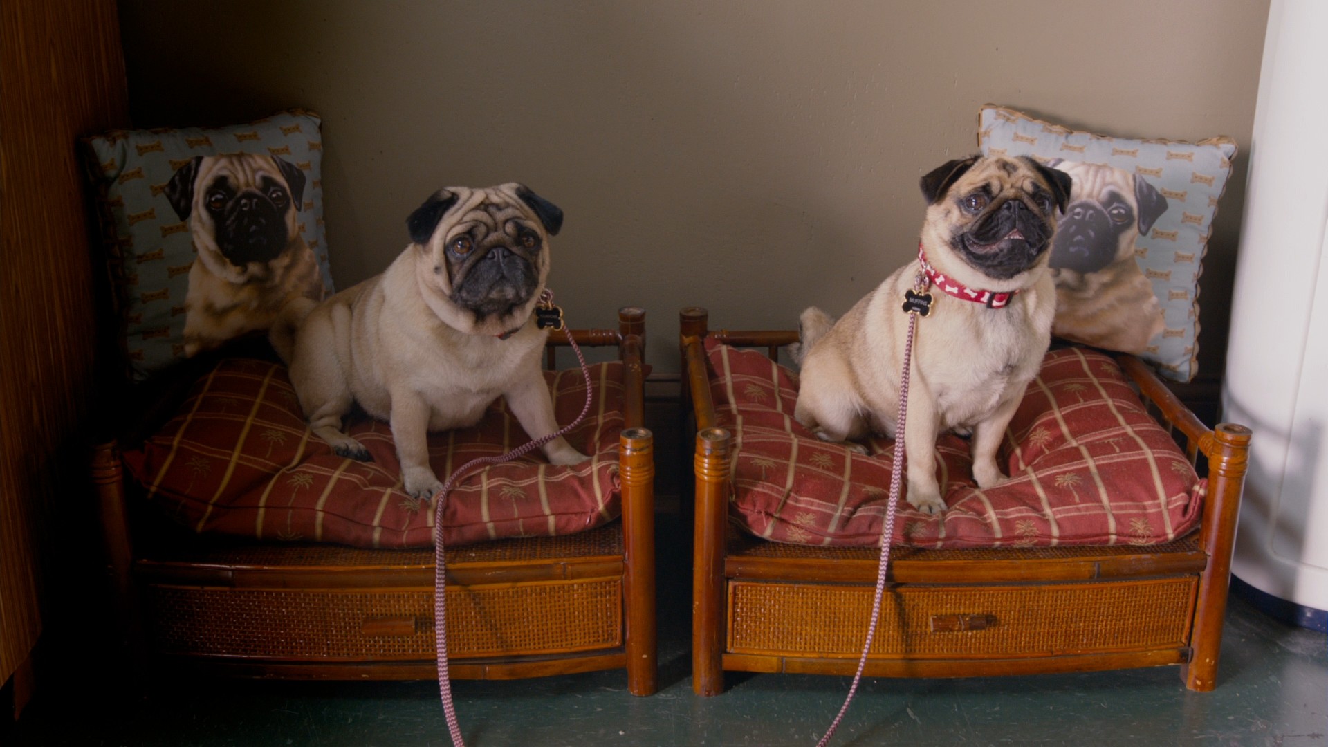 The Campaign (2012) —  shot,  lighting