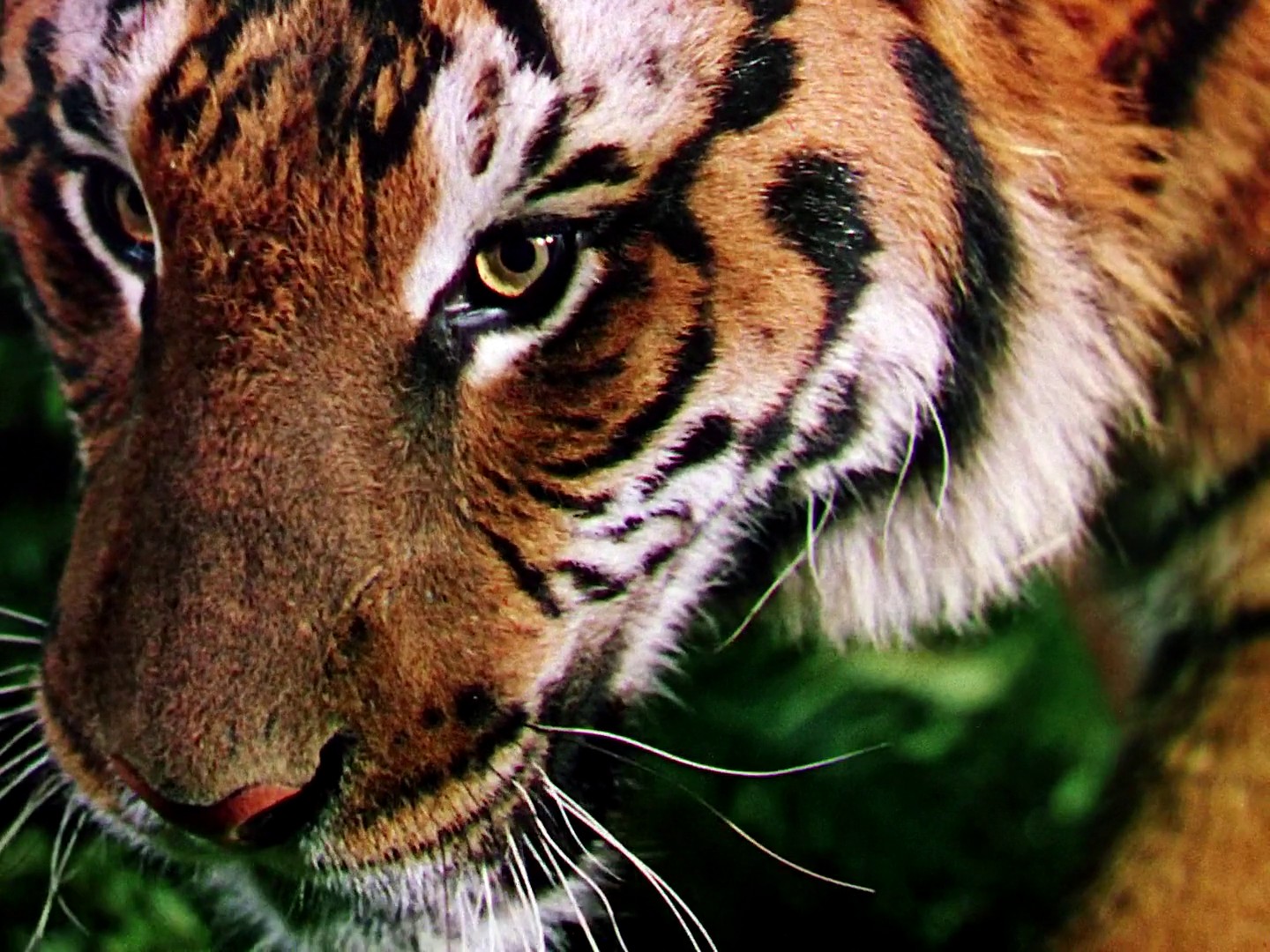 Jungle Book (1942) —  shot,  lighting