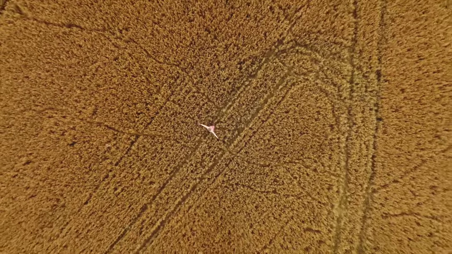 I Should Be A Bird  (2022) —  shot,  lighting