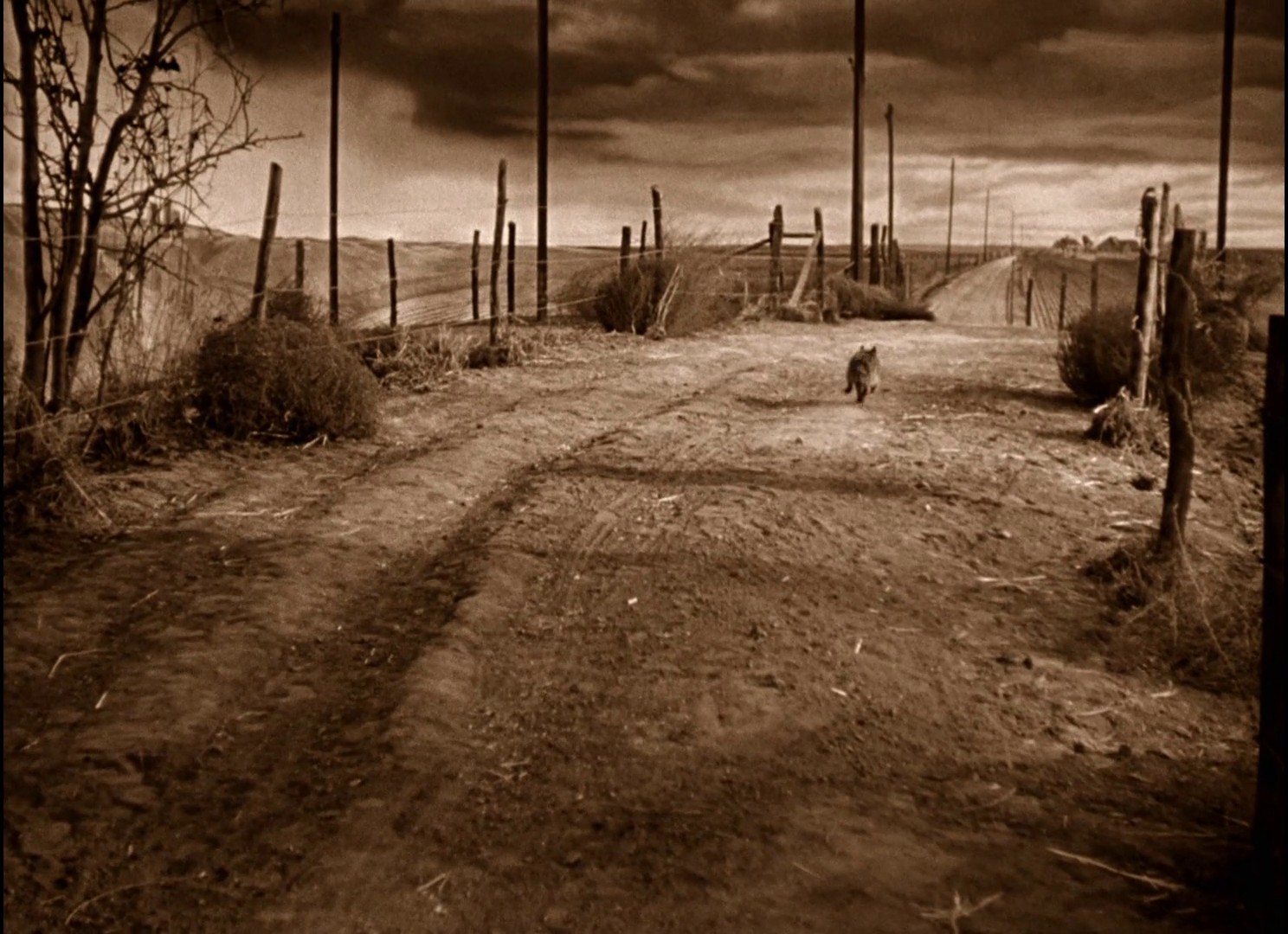 The Wizard of Oz (1939) —  shot,  lighting
