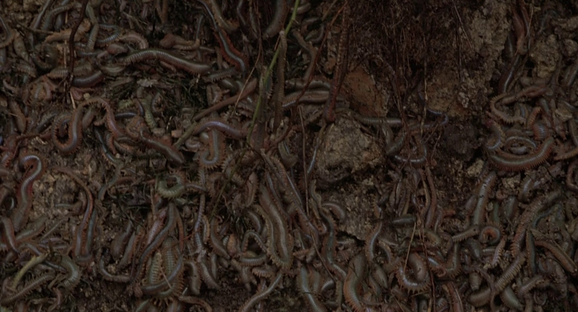 Squirm (1976) —  shot,  lighting