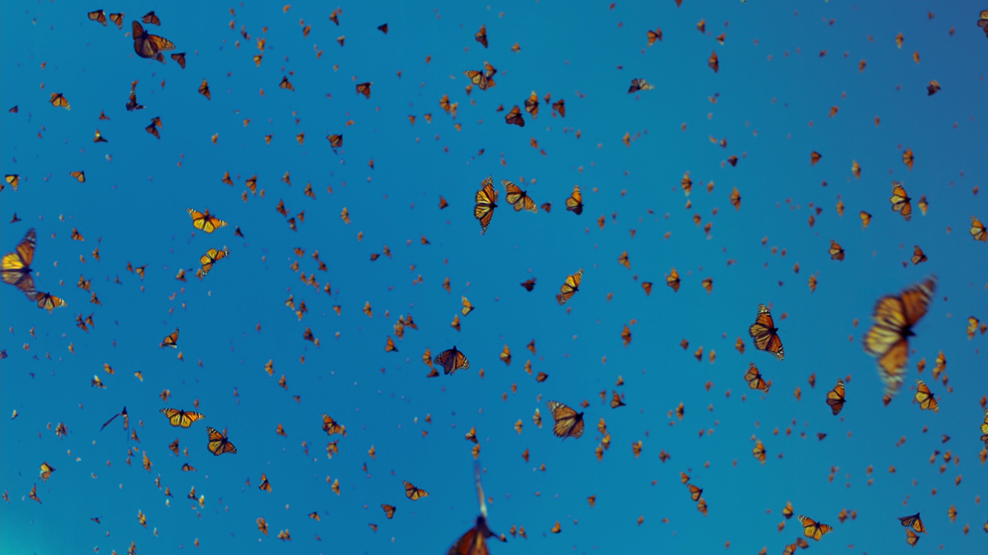 Flight of the Butterflies (2012) —  shot,  lighting