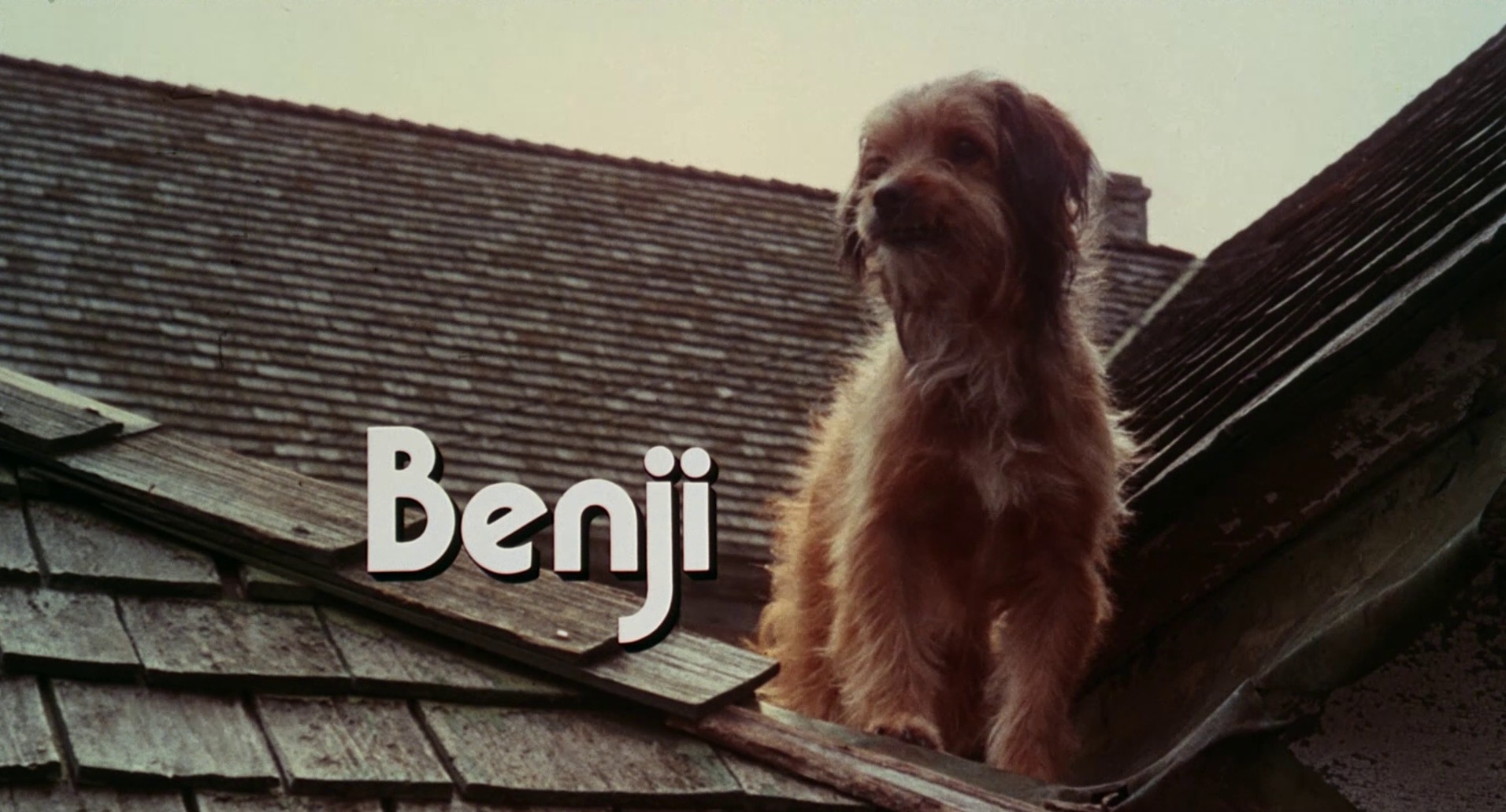 Benji (1974) —  shot,  lighting