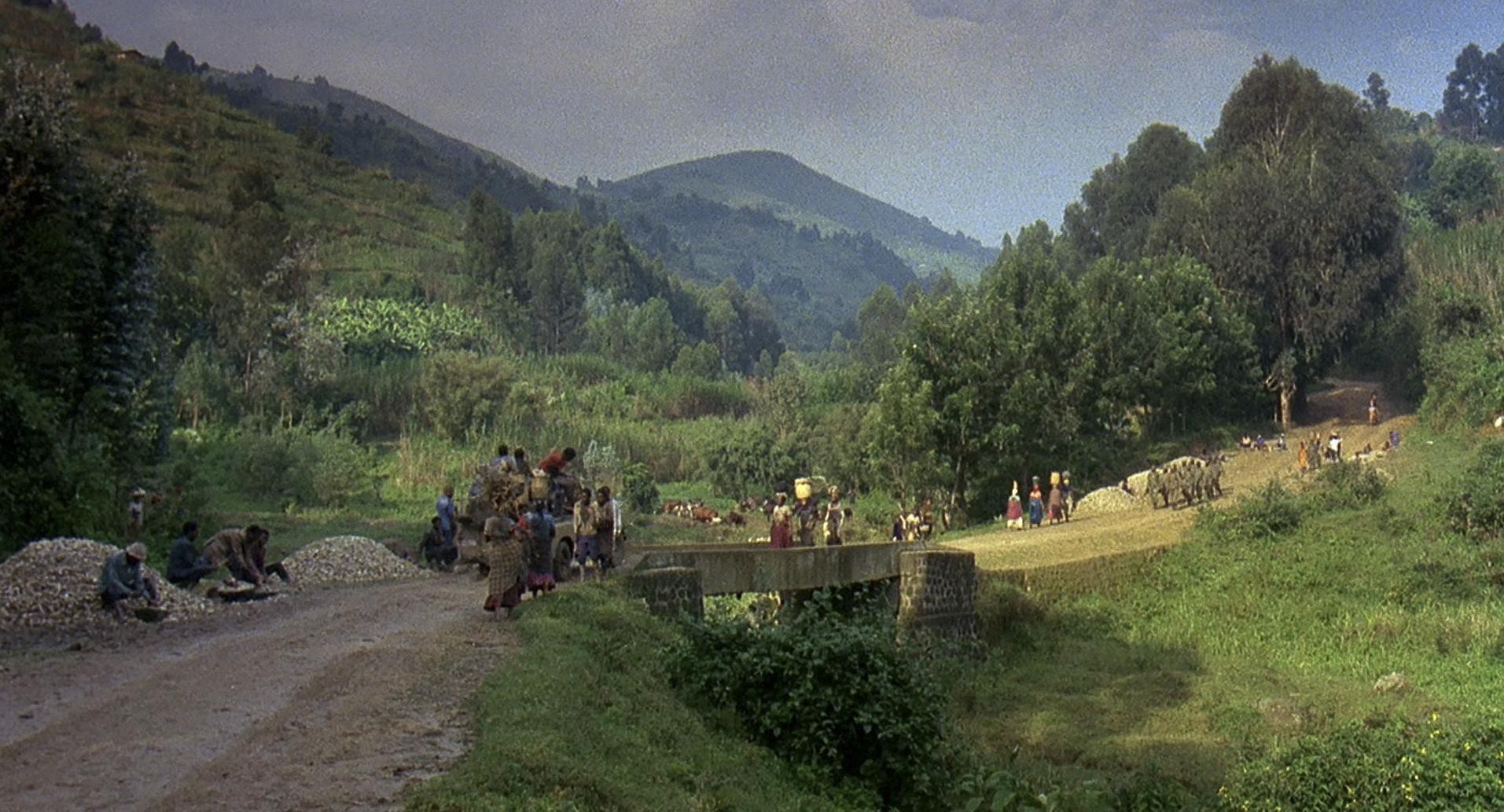 Gorillas in the Mist (1988) —  shot,  lighting