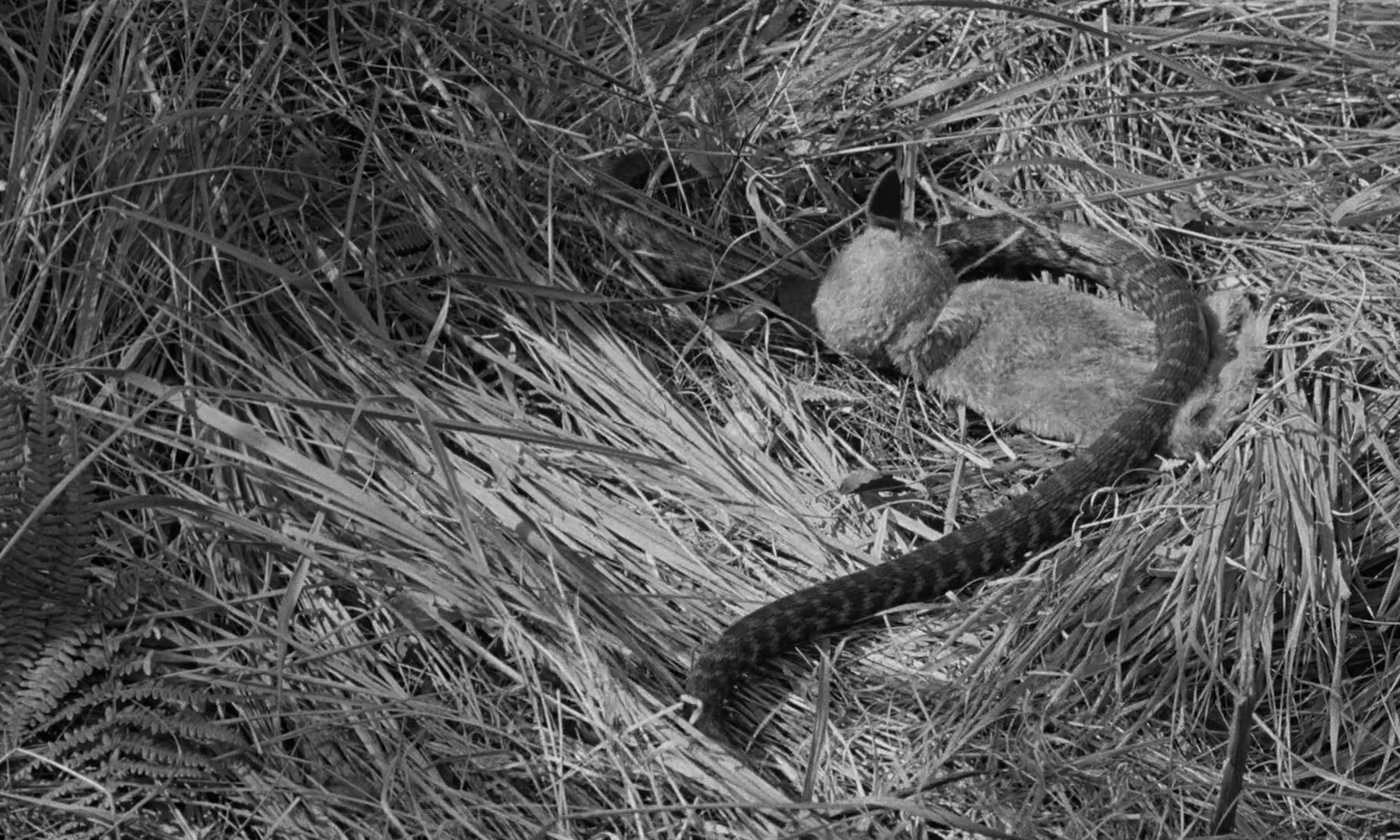 A Town Like Alice (1956) —  shot,  lighting