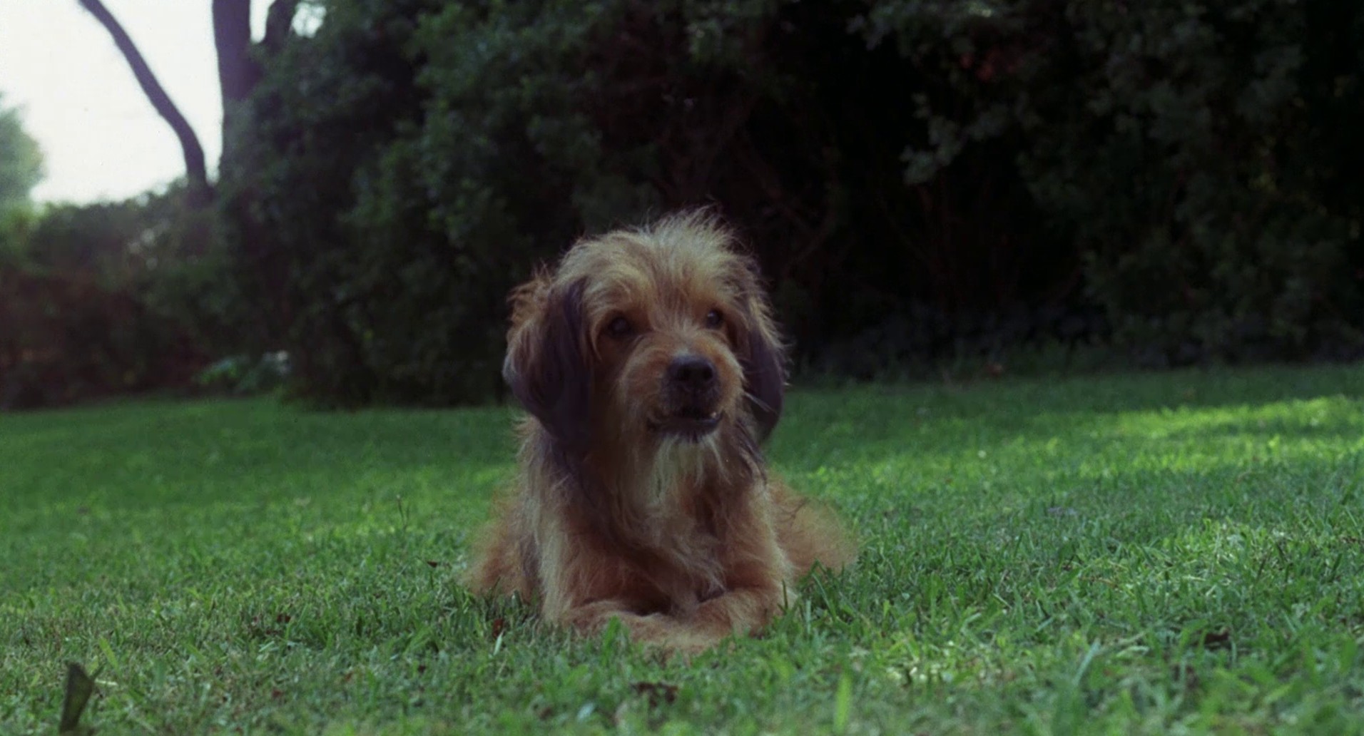 Benji (1974) —  shot,  lighting