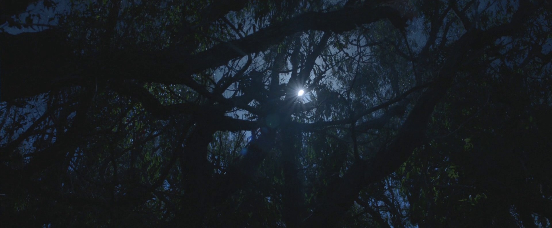 Overgrown (2013) —  shot,  lighting