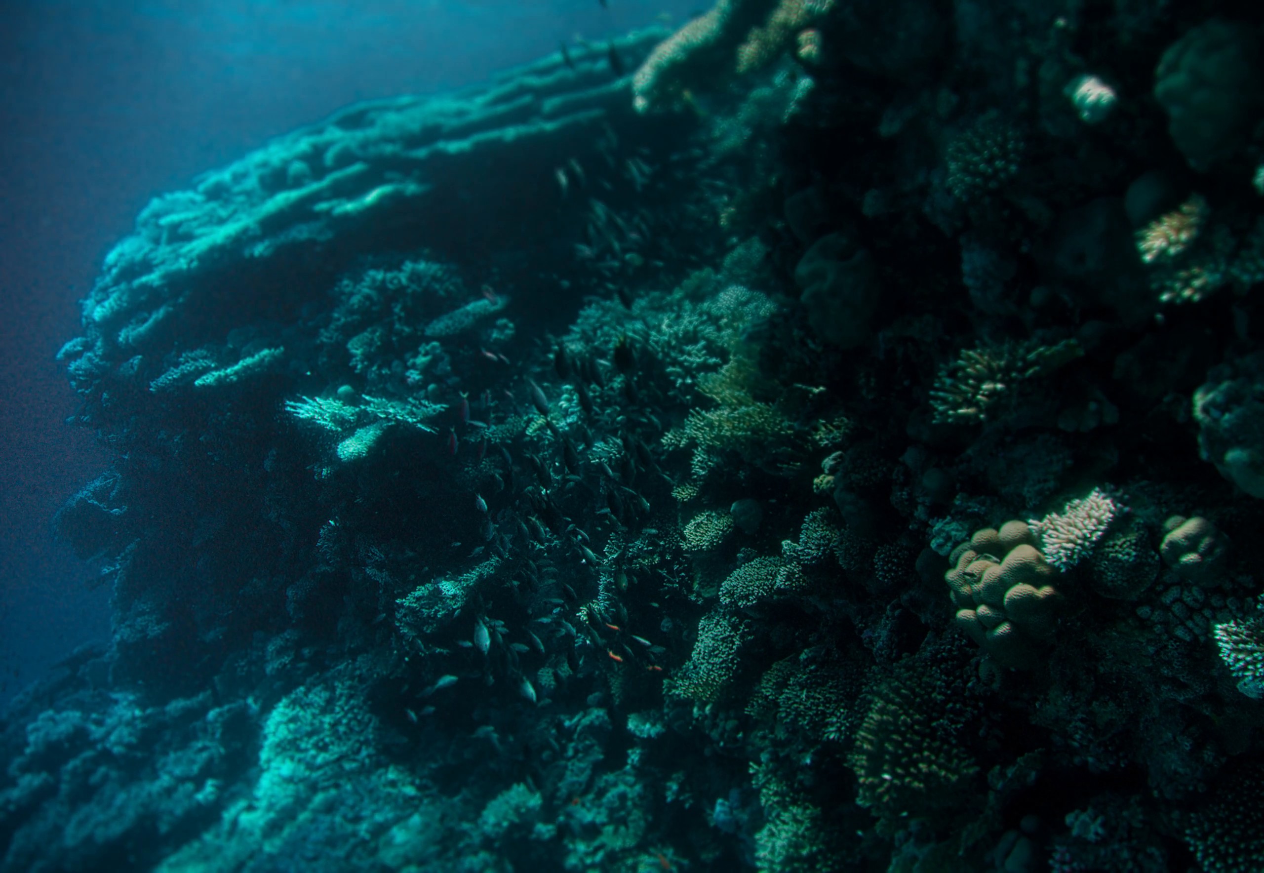 SRSA - More Than Just a Sea | Director's Cut (2024) —  shot,  lighting