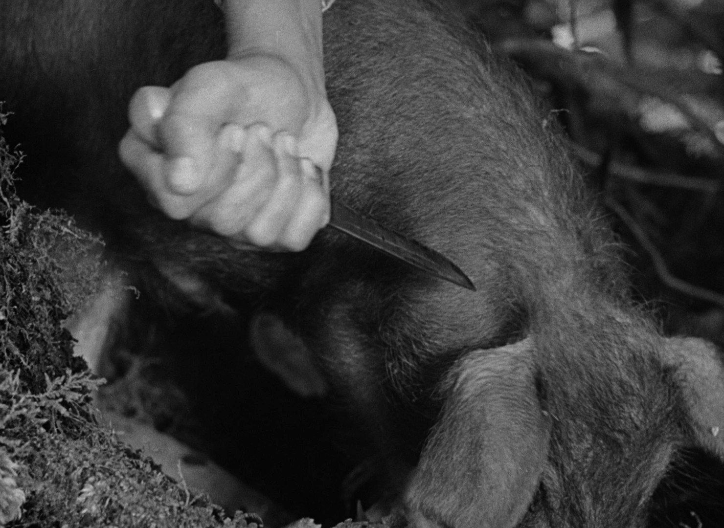 Lord of the Flies (1963) —  shot,  lighting