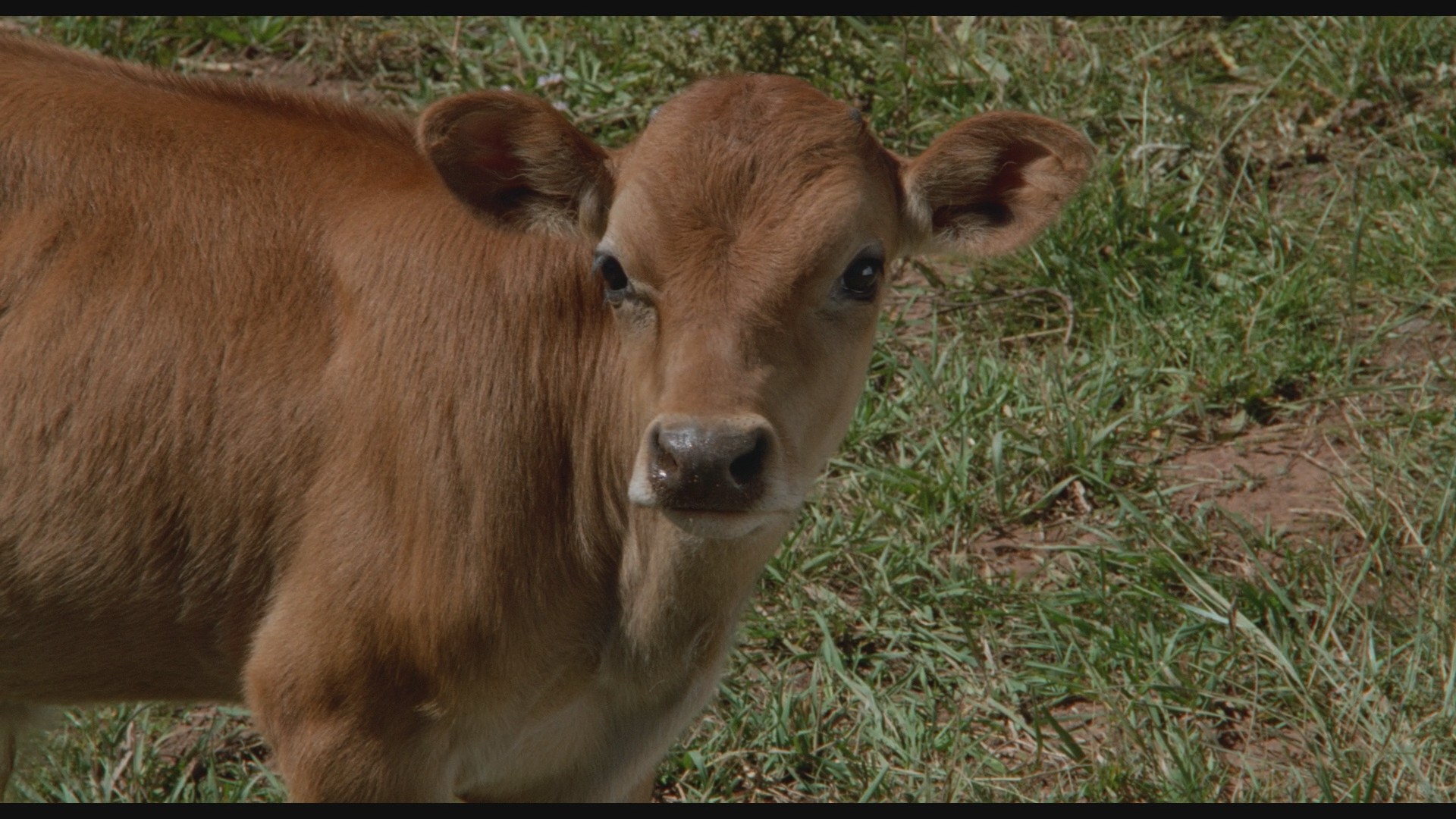 City Slickers (1991) —  shot,  lighting