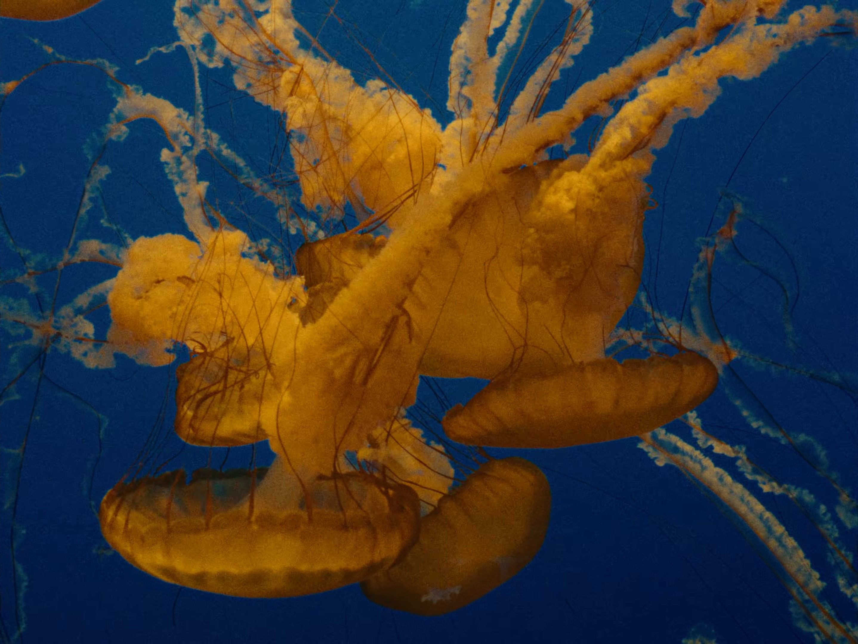 Luz del Mar (2024) —  shot,  lighting