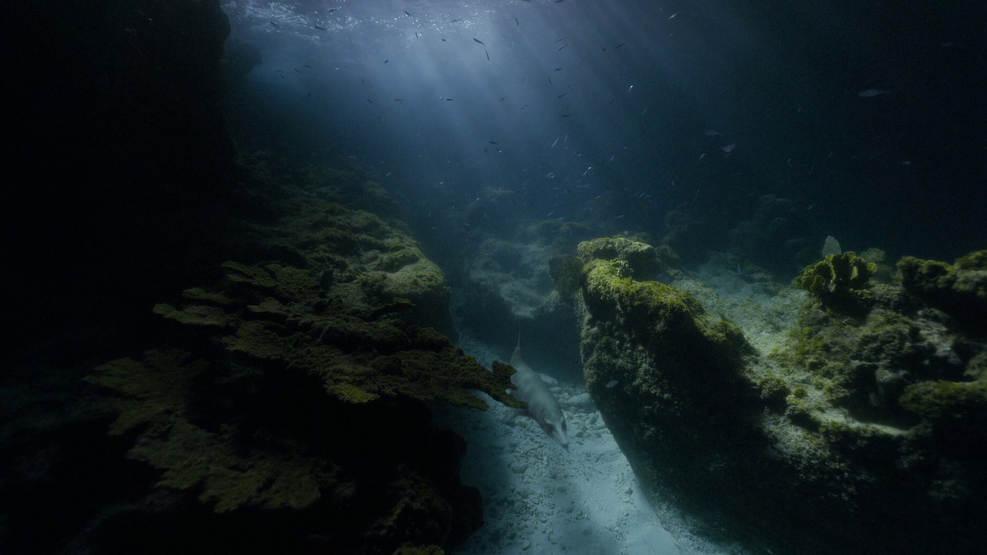 Oceans (2023) —  shot,  lighting