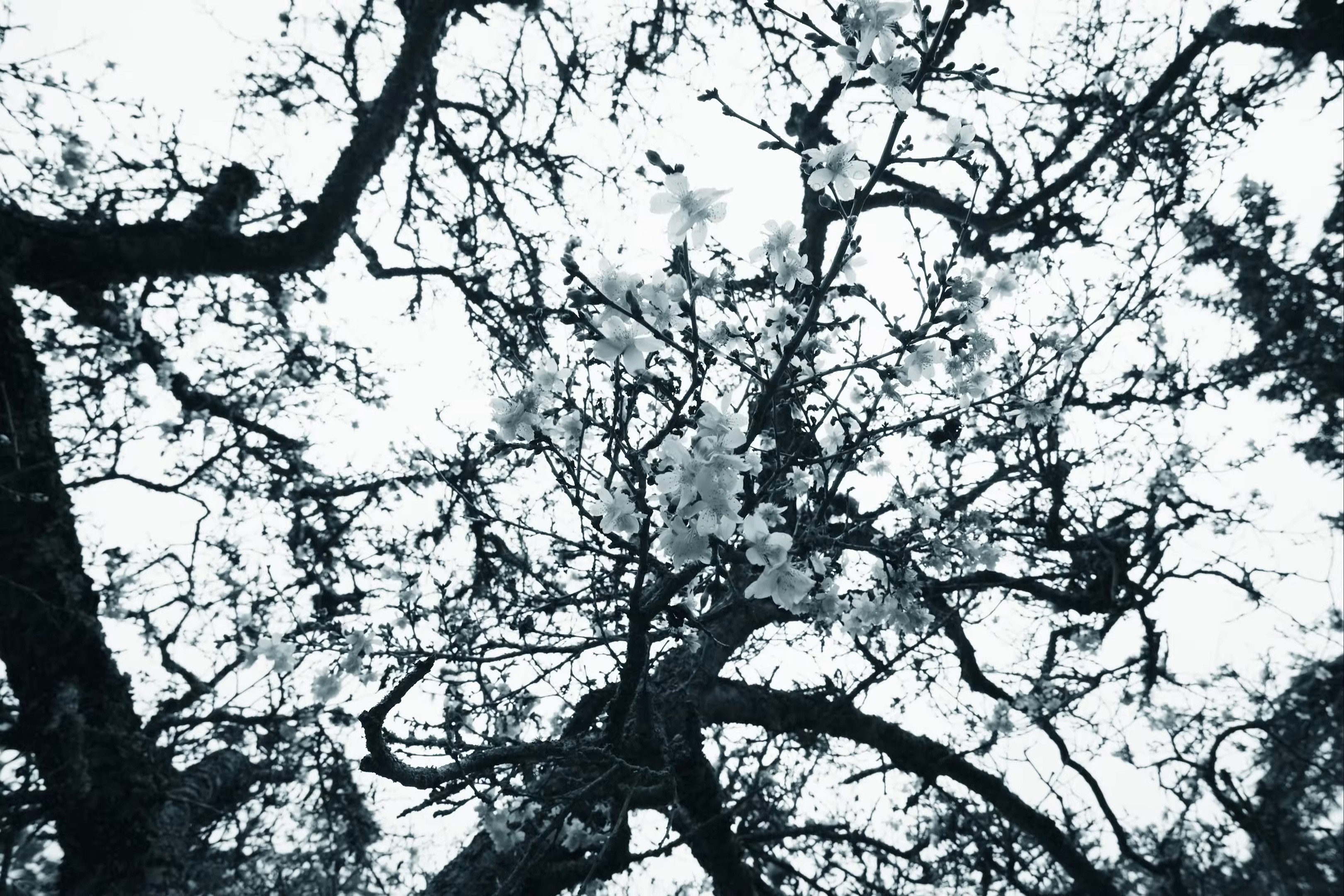 diamonds are forever (2026) —  shot,  lighting