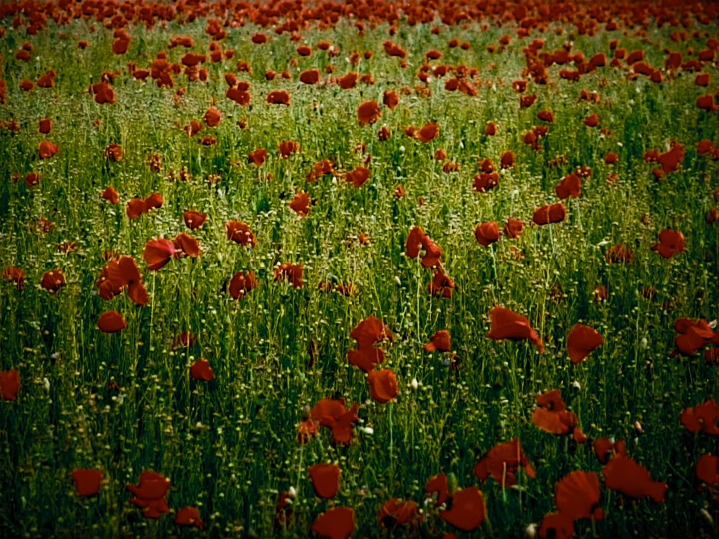 I Can Do Anything (2025) —  shot,  lighting