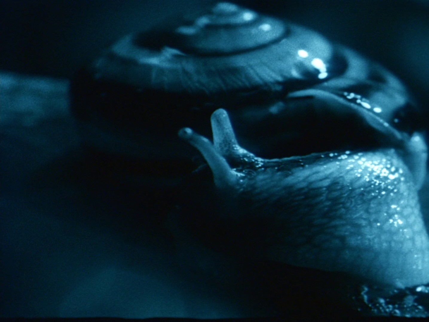 A Snake of June (2003) —  shot,  lighting