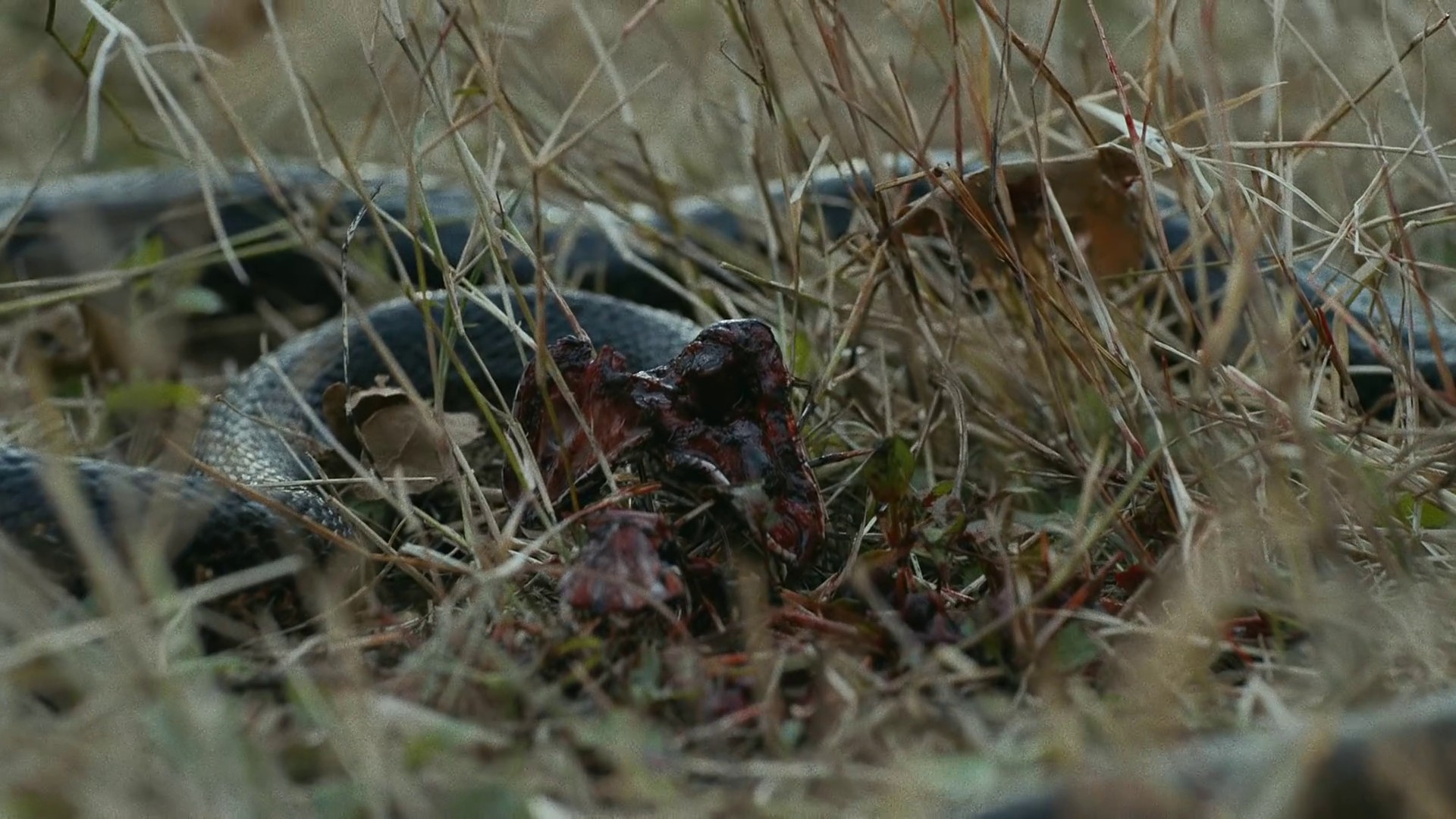 This Land (2019) —  shot,  lighting