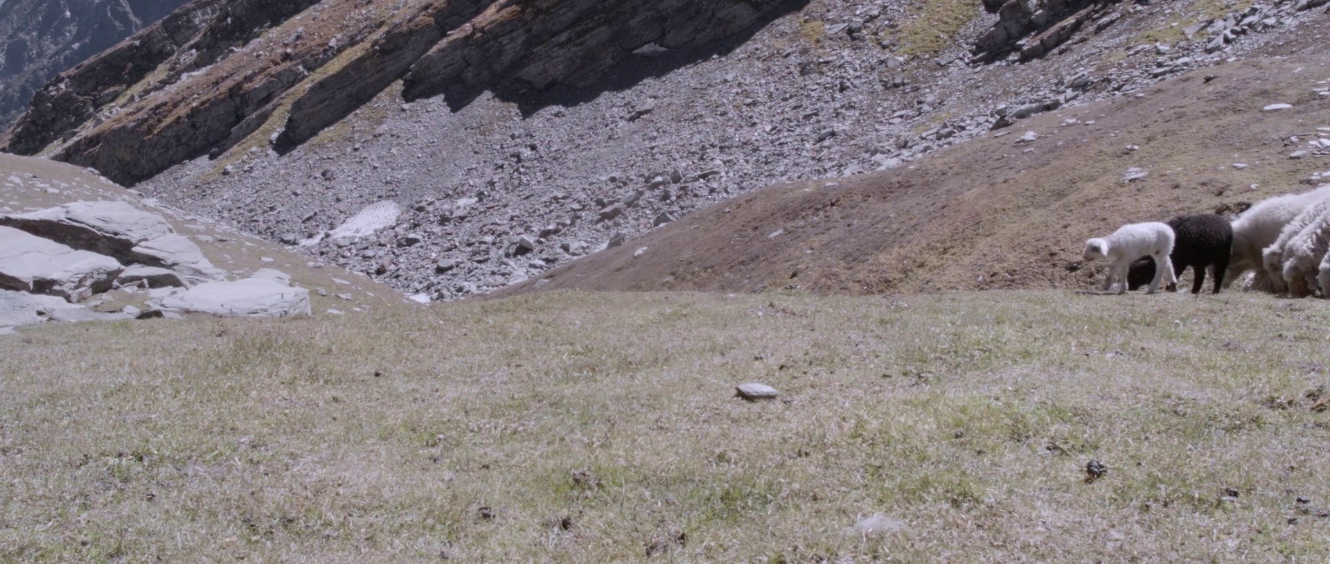 The Gold-Laden Sheep and the Sacred Mountain (2022) —  shot,  lighting