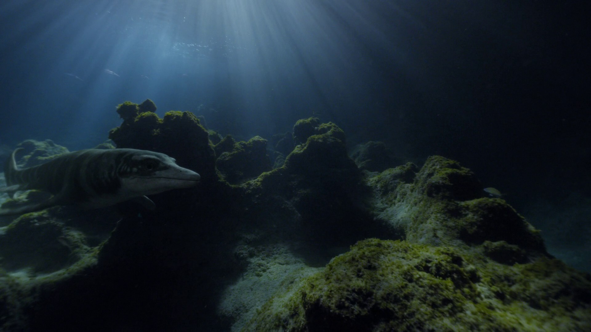 Oceans (2023) —  shot,  lighting