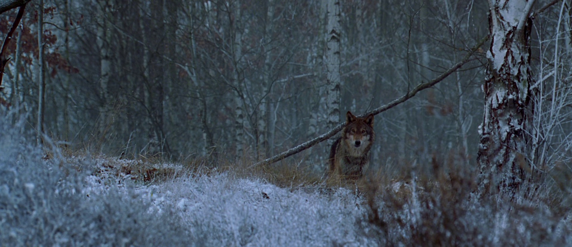 Stalingrad (1993) —  shot,  lighting