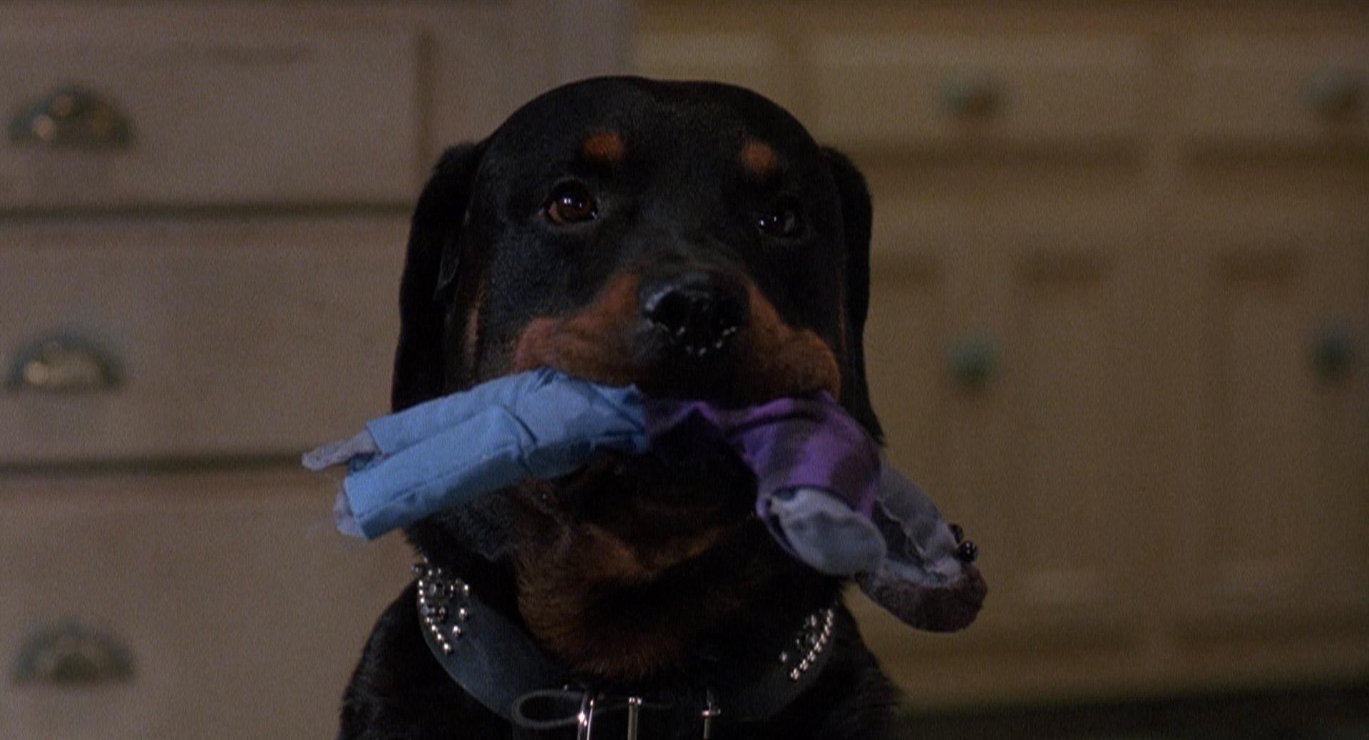 The People Under the Stairs (1991) —  shot,  lighting