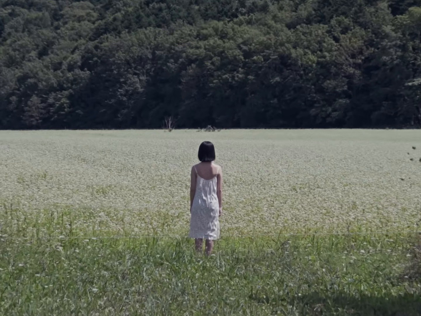 Sunlight (2025) —  shot,  lighting