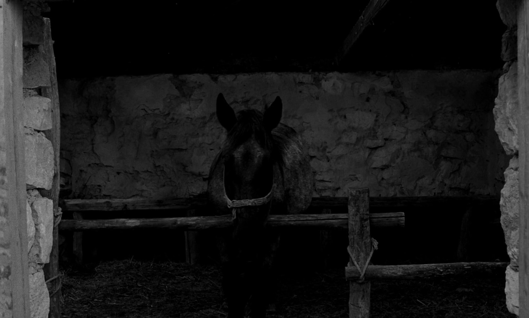 The Turin Horse (2012) —  shot,  lighting